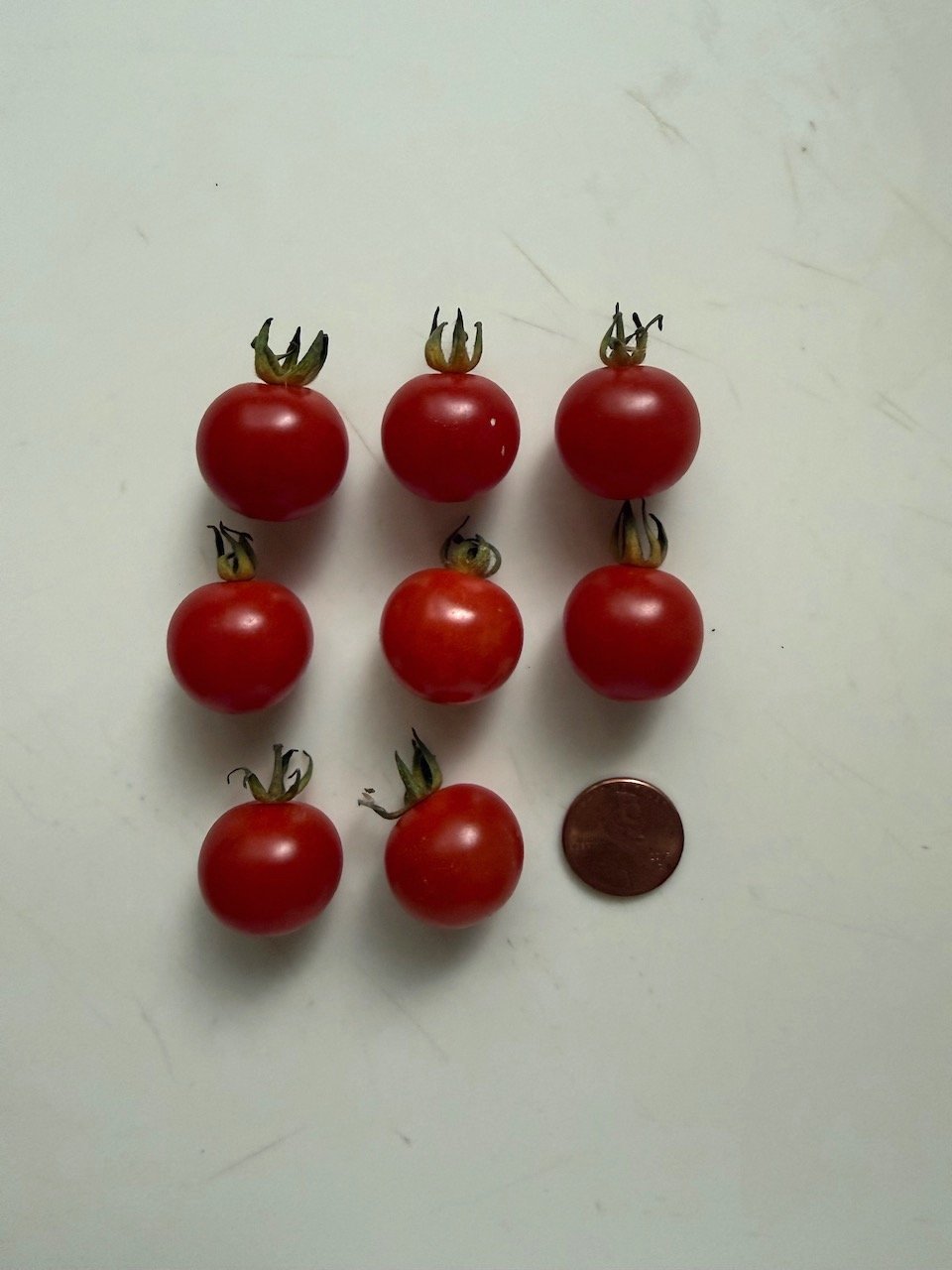 Cherry tomatoes.jpeg