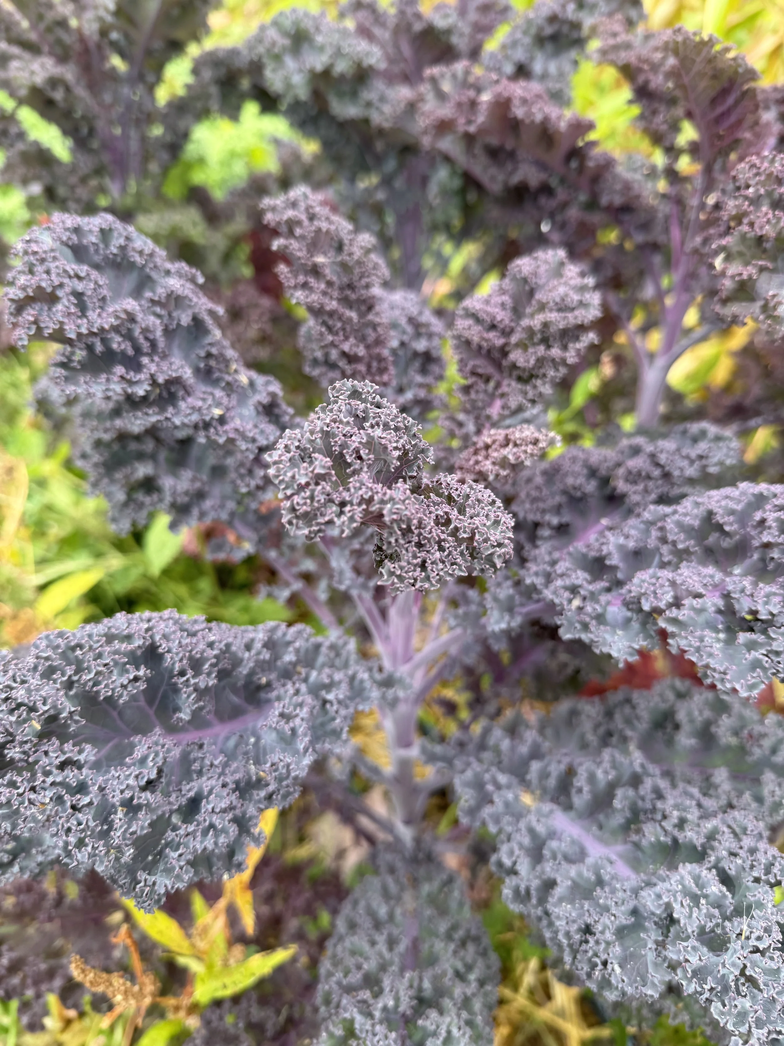 kale purple.jpeg