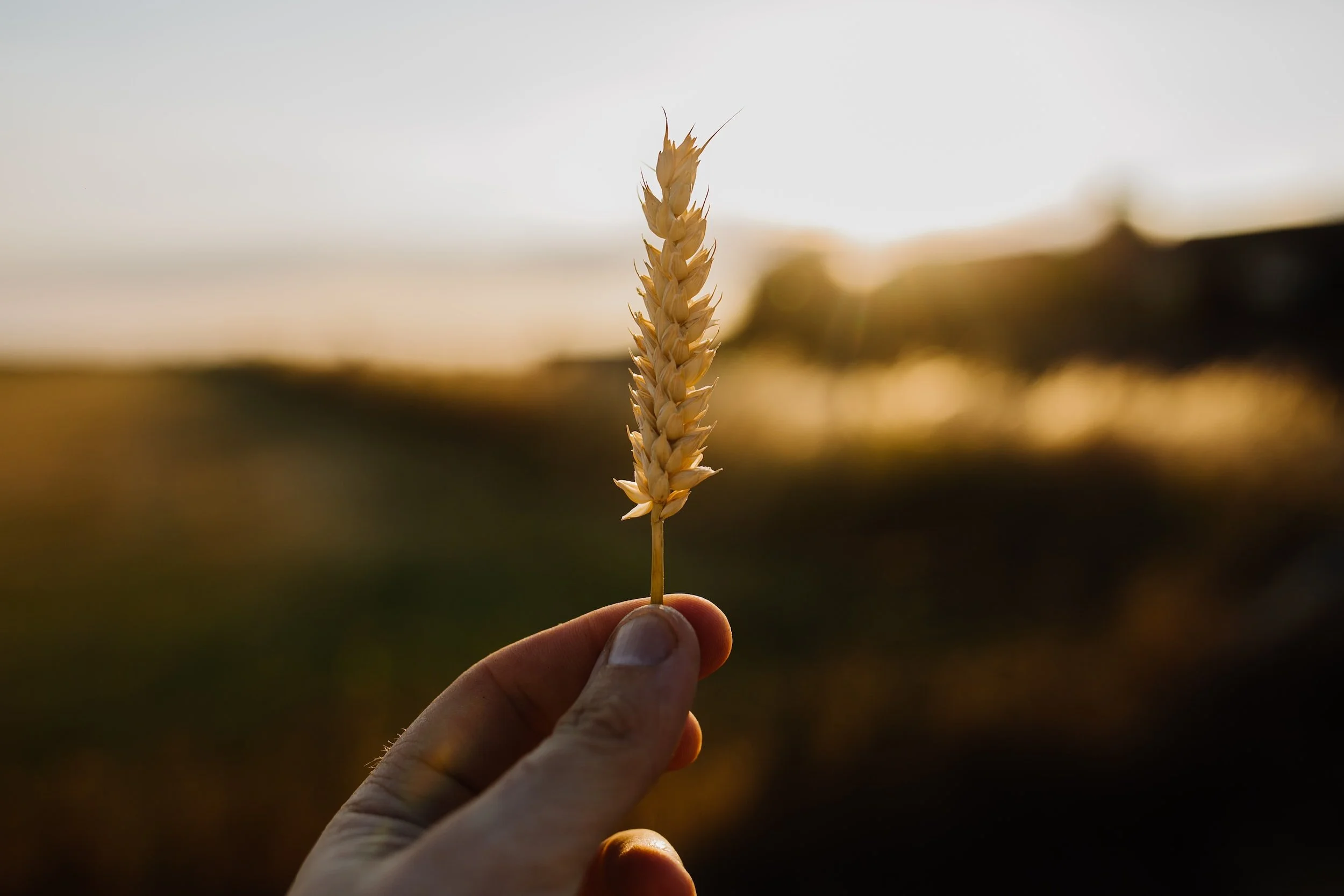 Hand holding a wheat stalk against a sunset background.