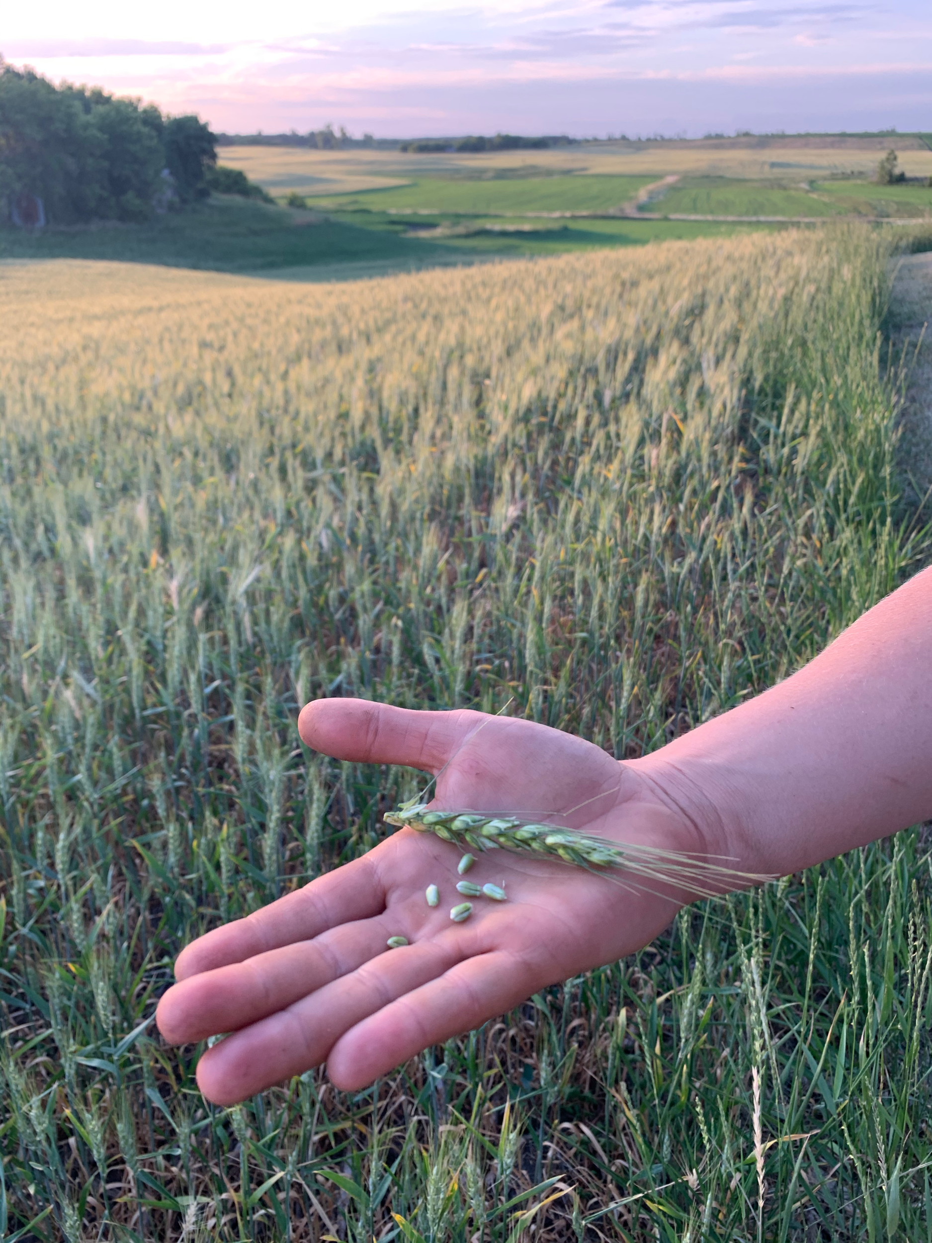 Hand holding green wheat head with some kernels over a wheat field background.