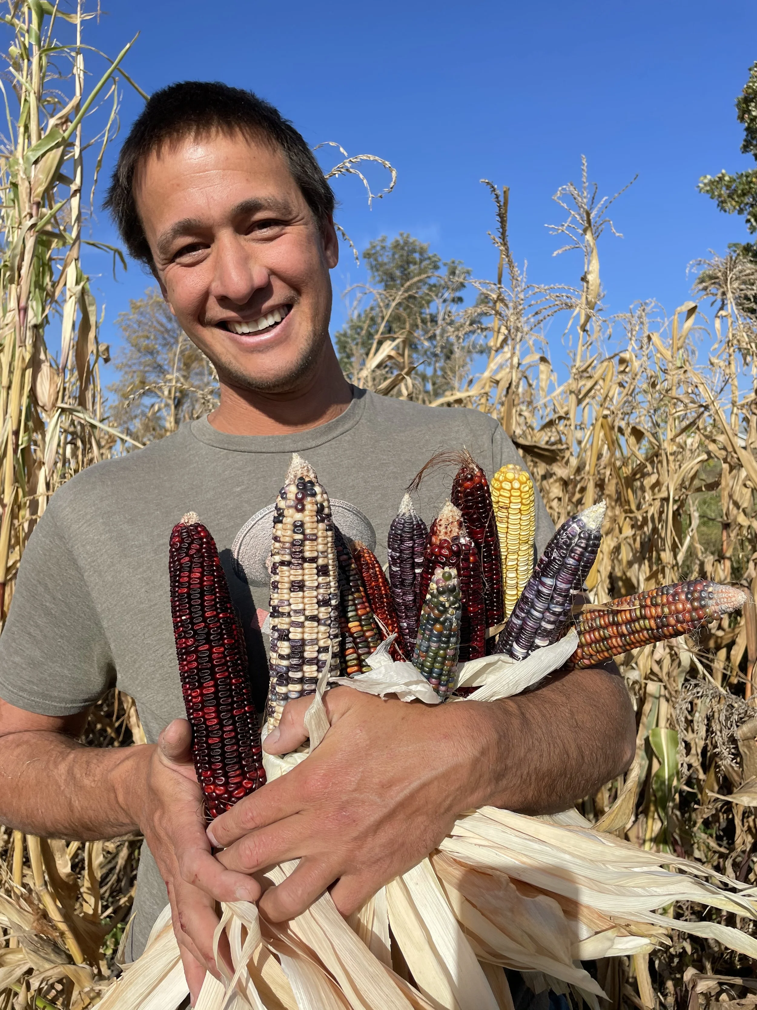 Person holding colorful ears of corn in a field, with blue sky background.