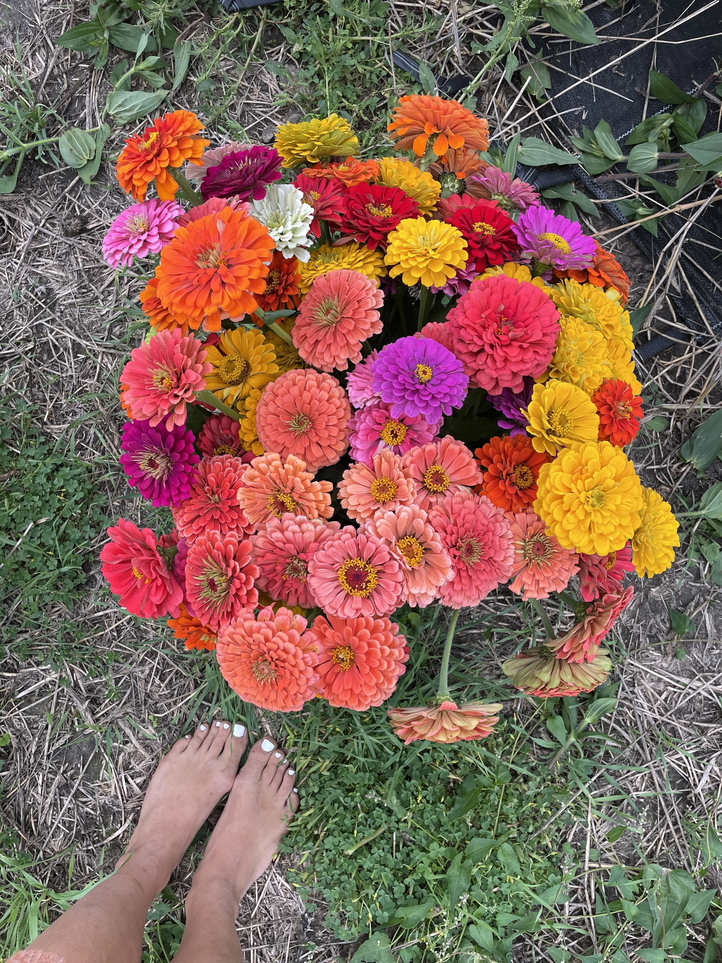 Colorful zinnia flowers with bare feet in a garden setting.