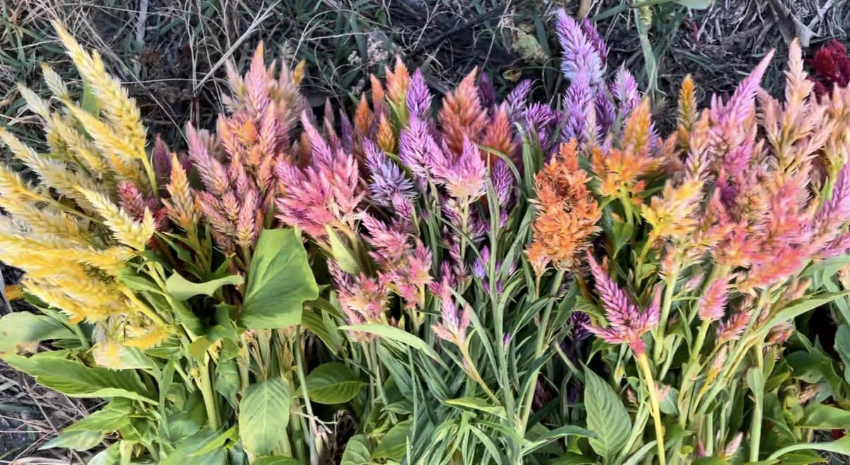 celosia.jpg