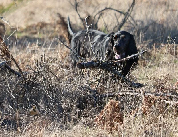 NOV Chuckar Hunt.jpeg