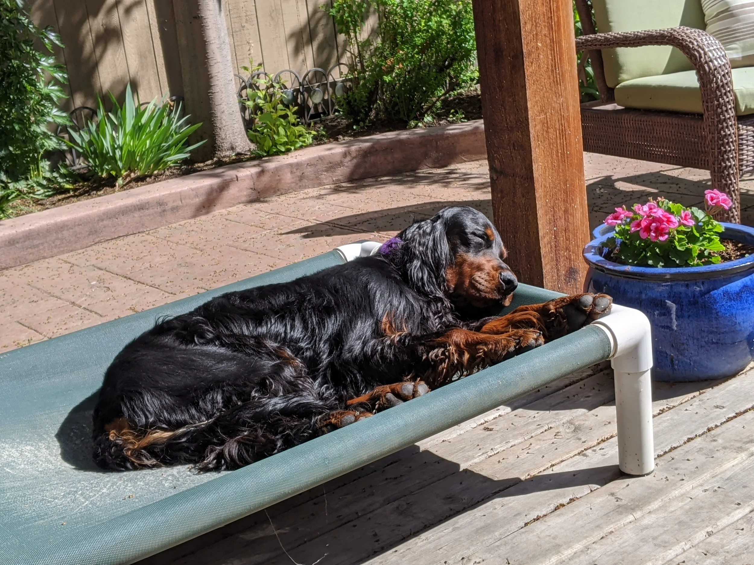 Brown sleep in the sun.jpg