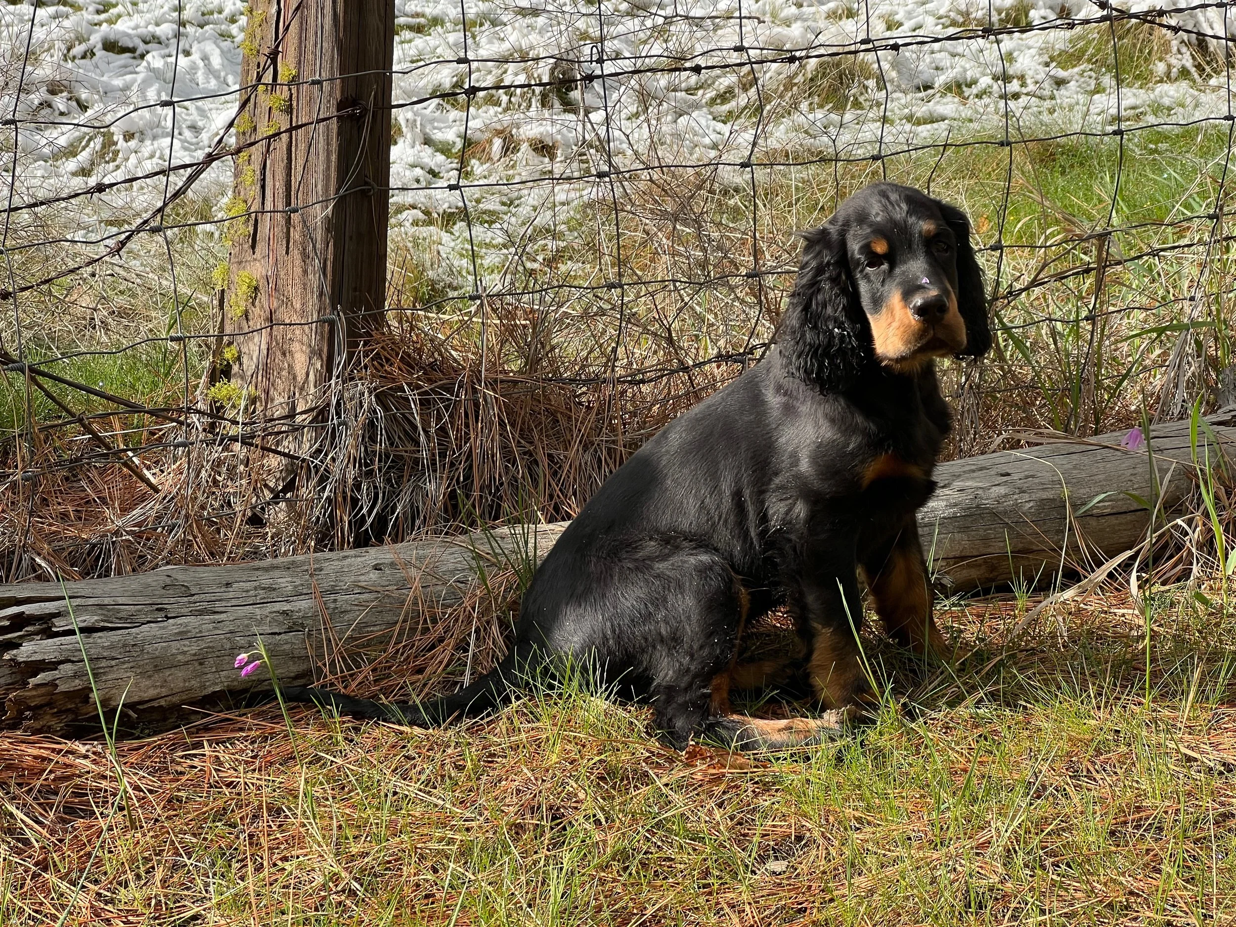 Stahly Bramble 2.jpeg