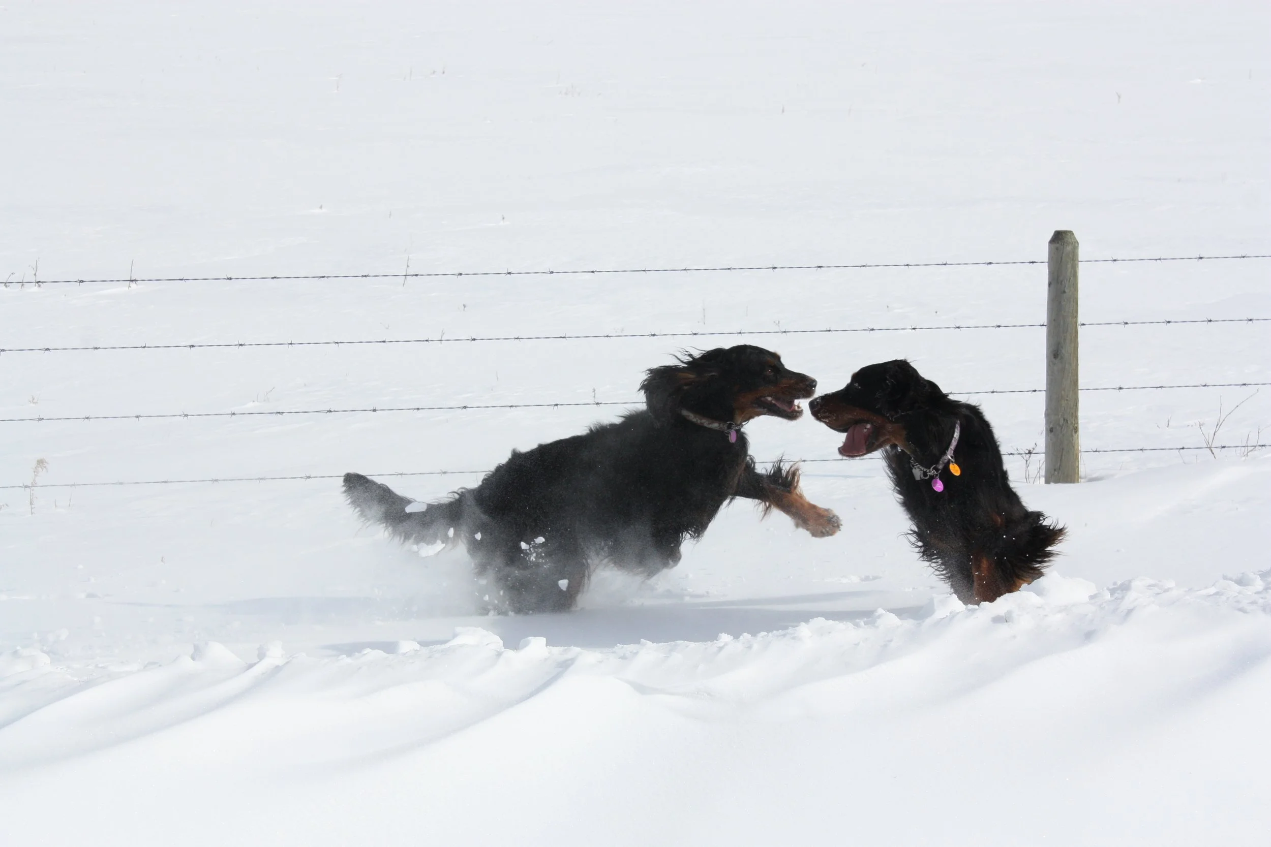 Brown Islay and Roz 2011.jpeg