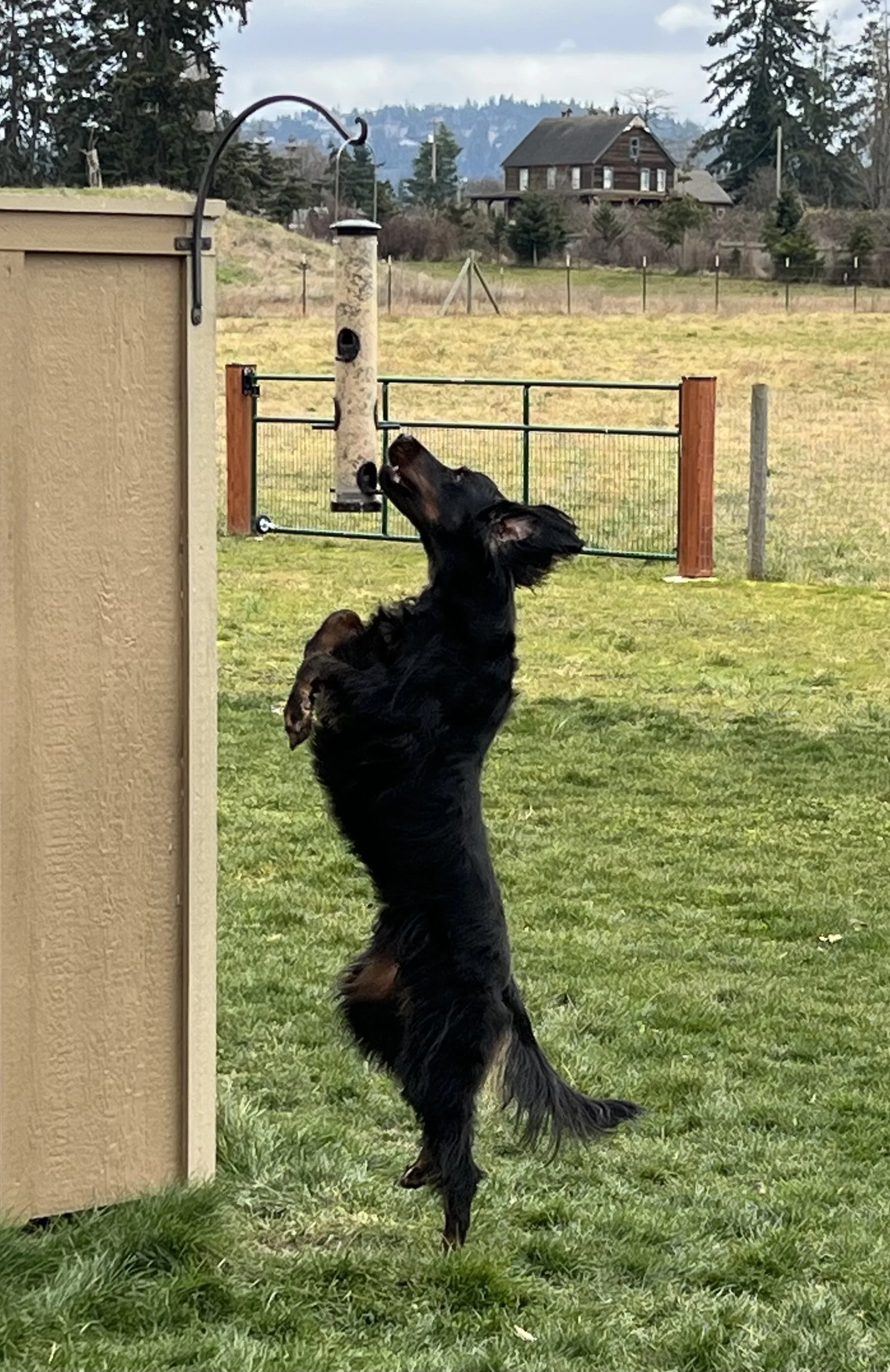 Moose from George .jpeg