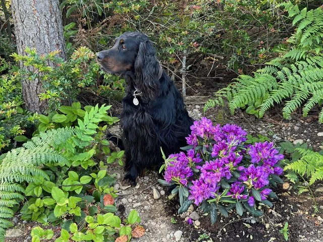 Dràgan Gordon (1).jpeg