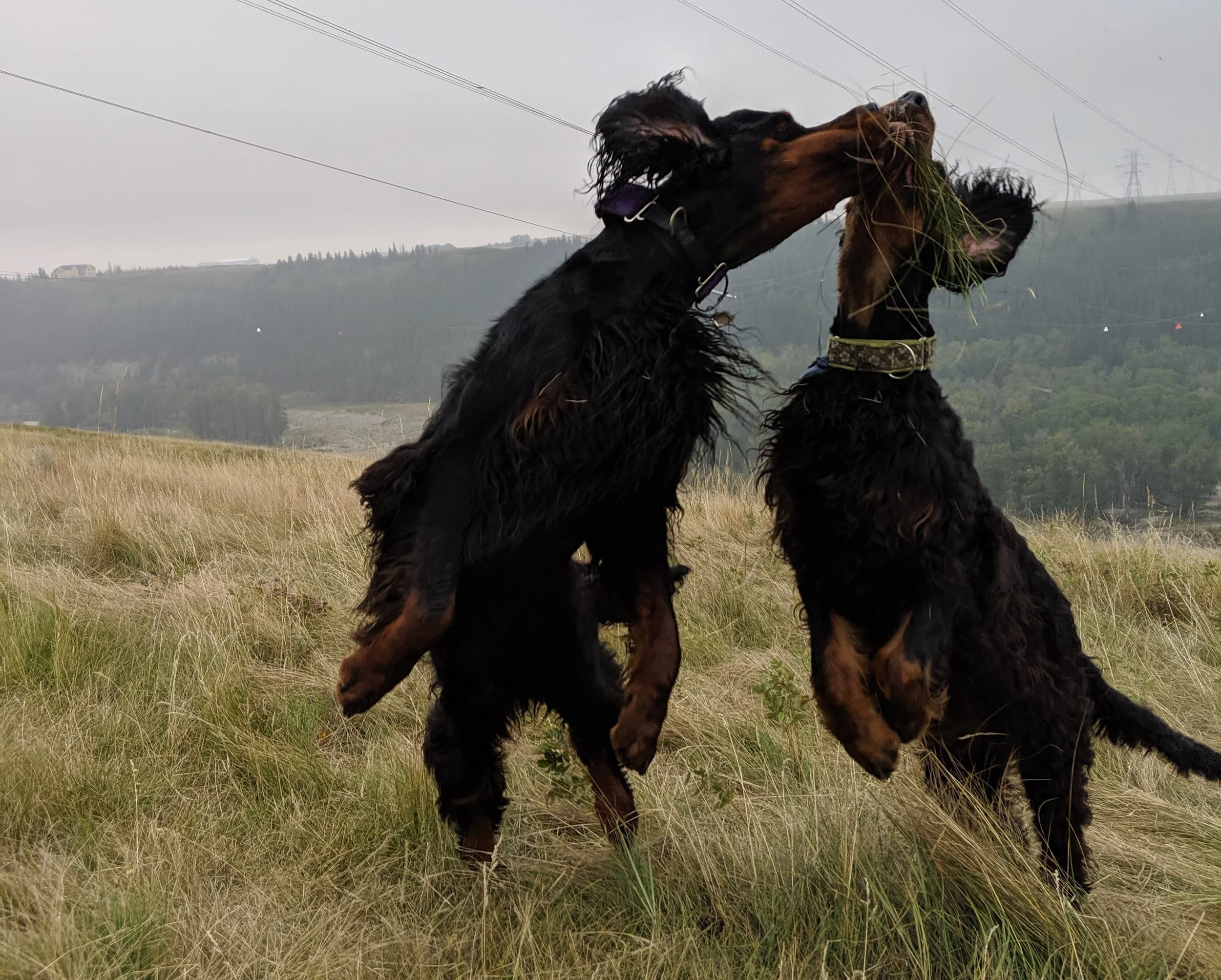 Brown playtime.jpg