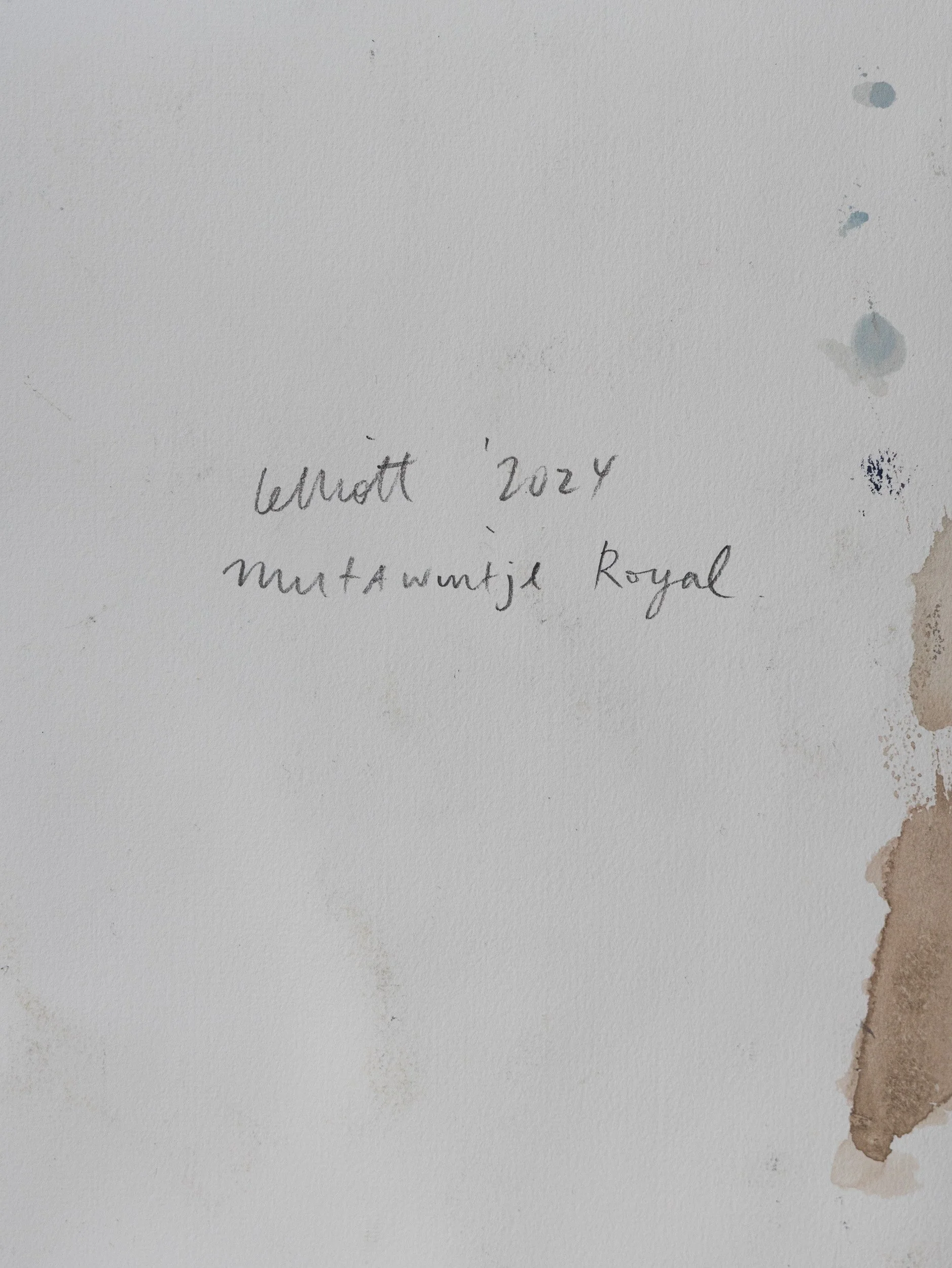 Lelliott Mutawintji Royal-1.jpg