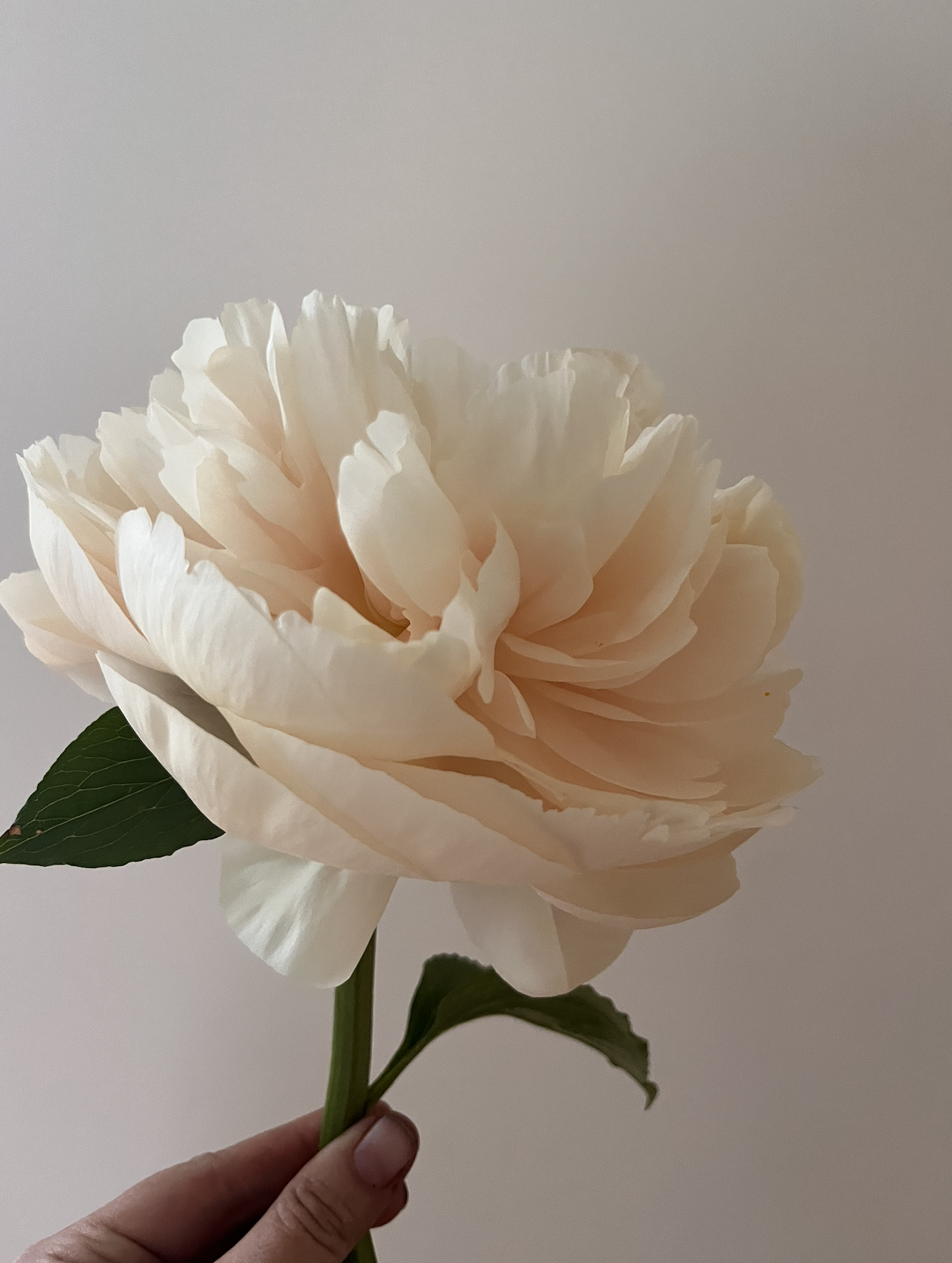 Pastelegance Peonies
