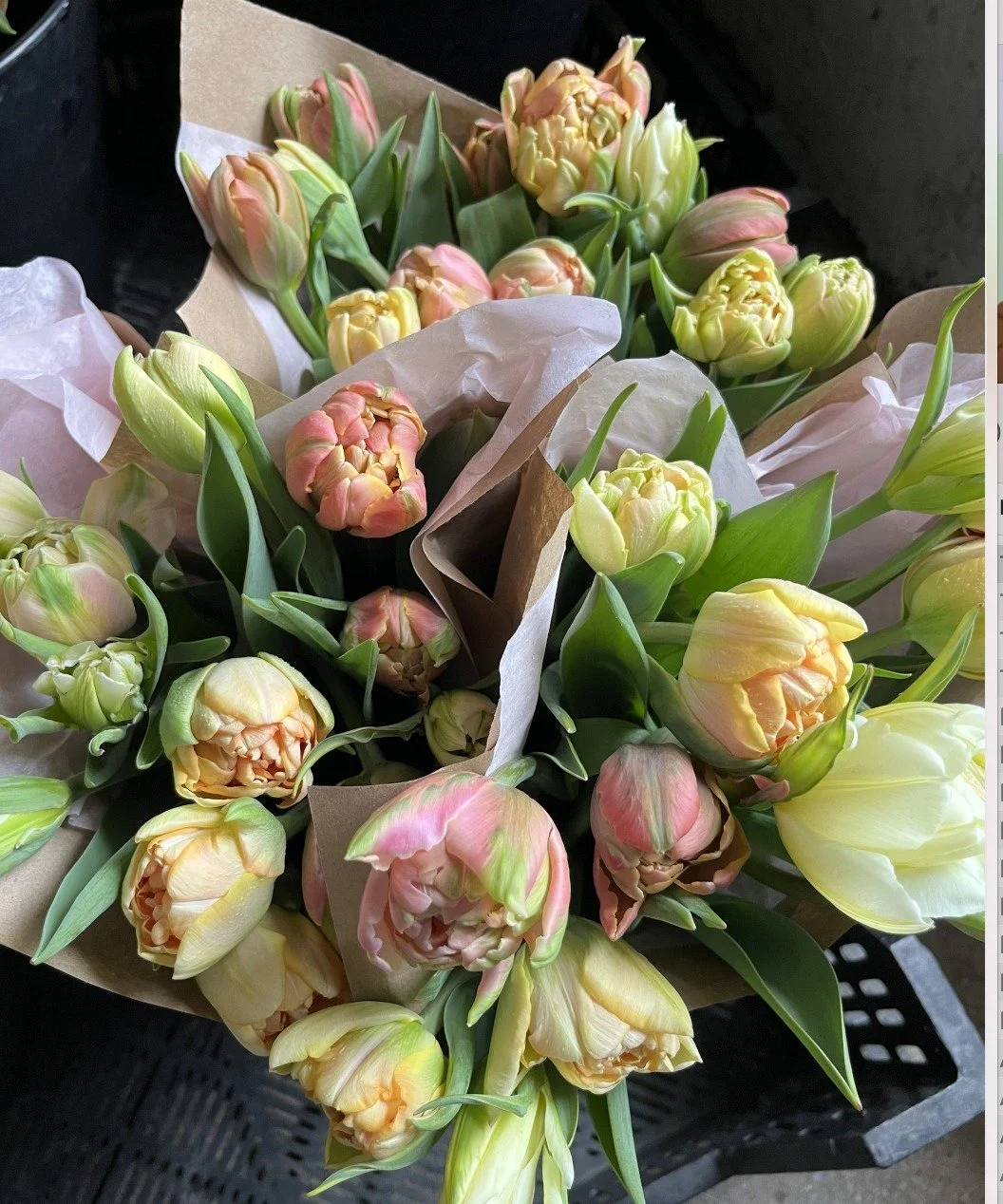 sub-tulip-3.jpg