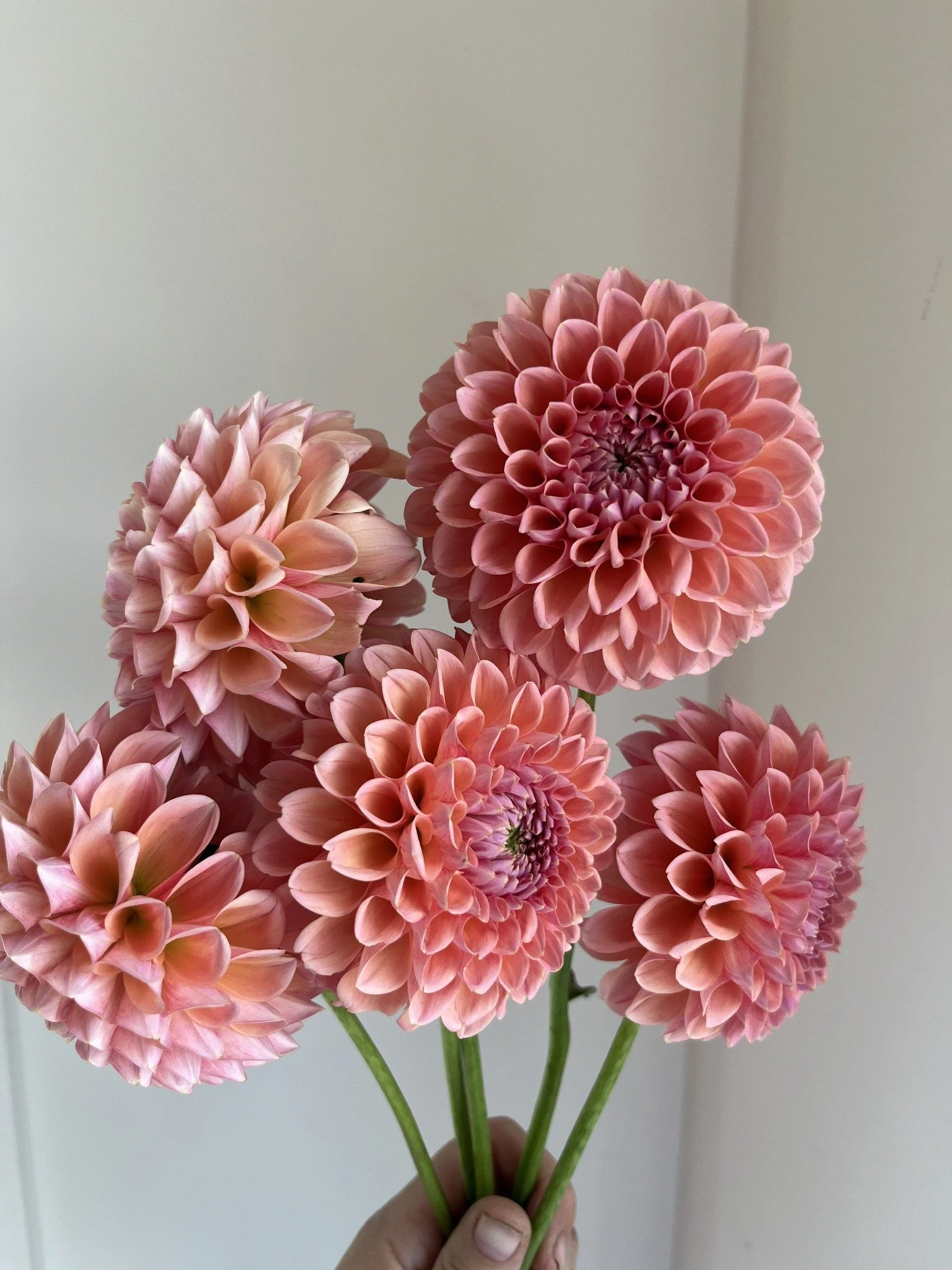 dahlia-sub5.jpg