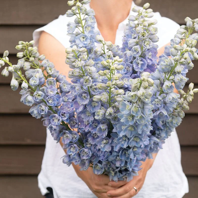 4838_02_guardian_lavender_delphinium (1).jpg