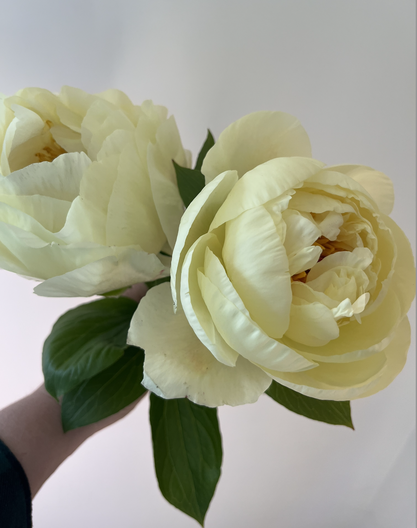 Lemon Chiffon Peonies
