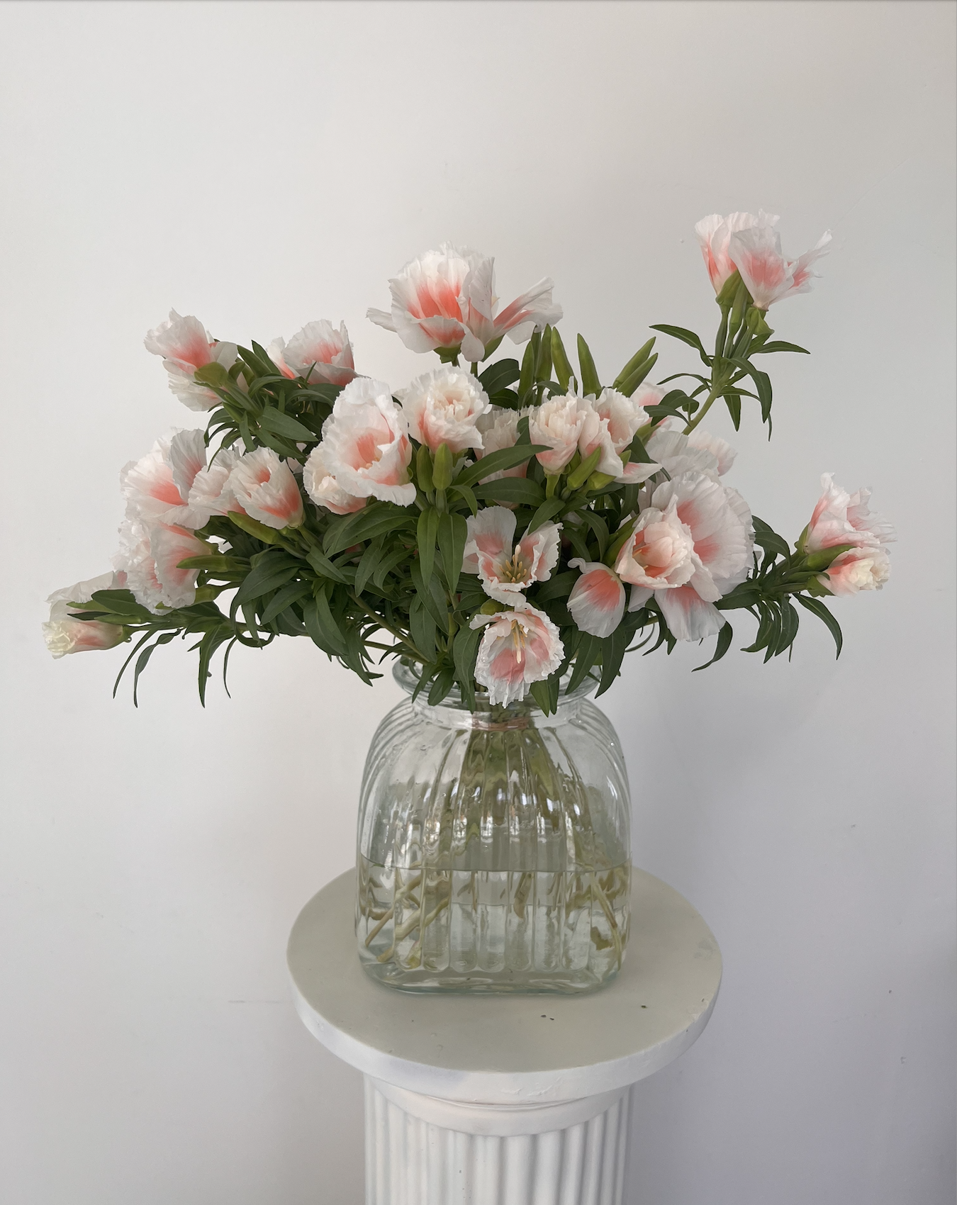 Shell Pink Clarkia