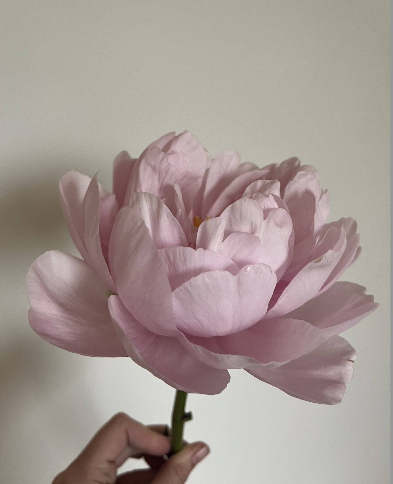Pink Vanguard Peonies
