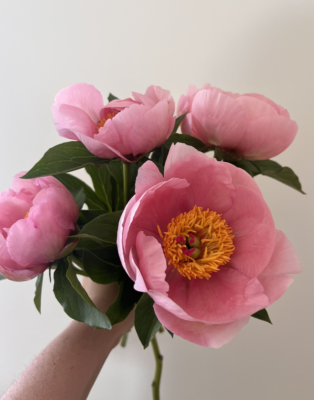 Soft Salmon Saucer Peonies