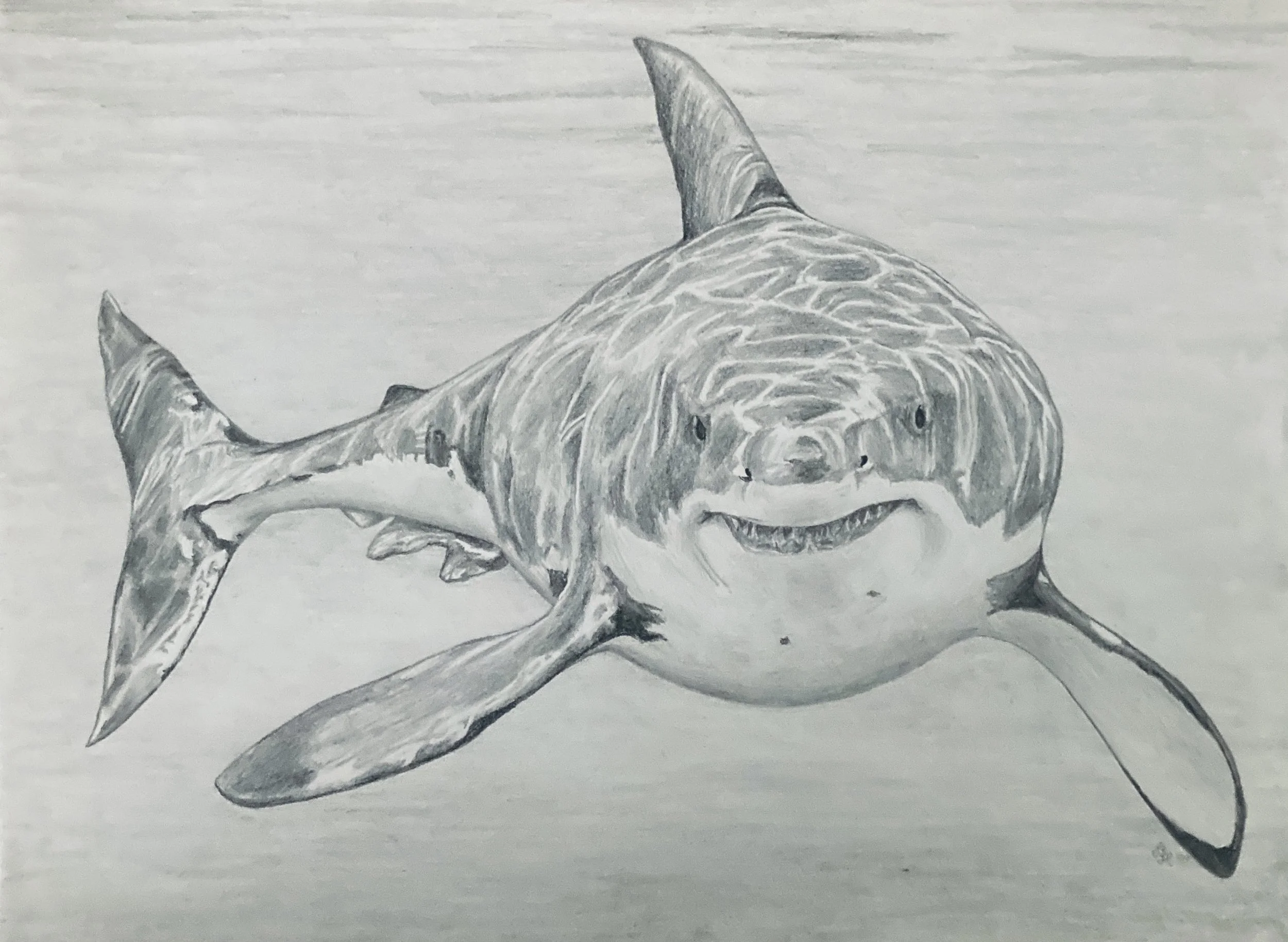 A smiling great white shark shaded pencil drawing.