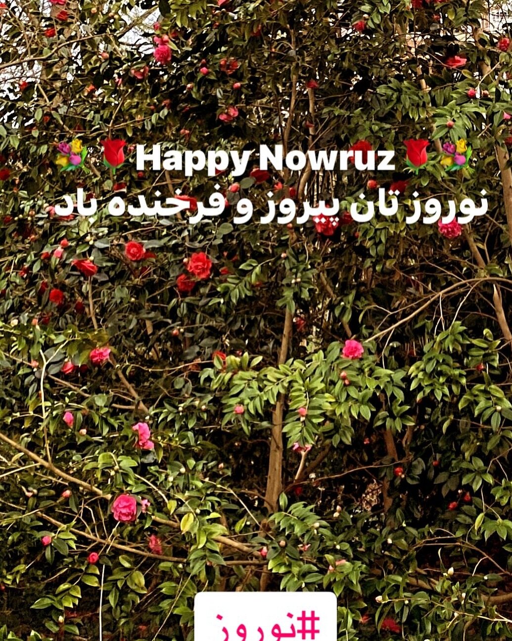Happy Nowruz (Persian New Year)

نوروزتان پیروز و فرخنده 
#نوروز #نوروز_باستانی