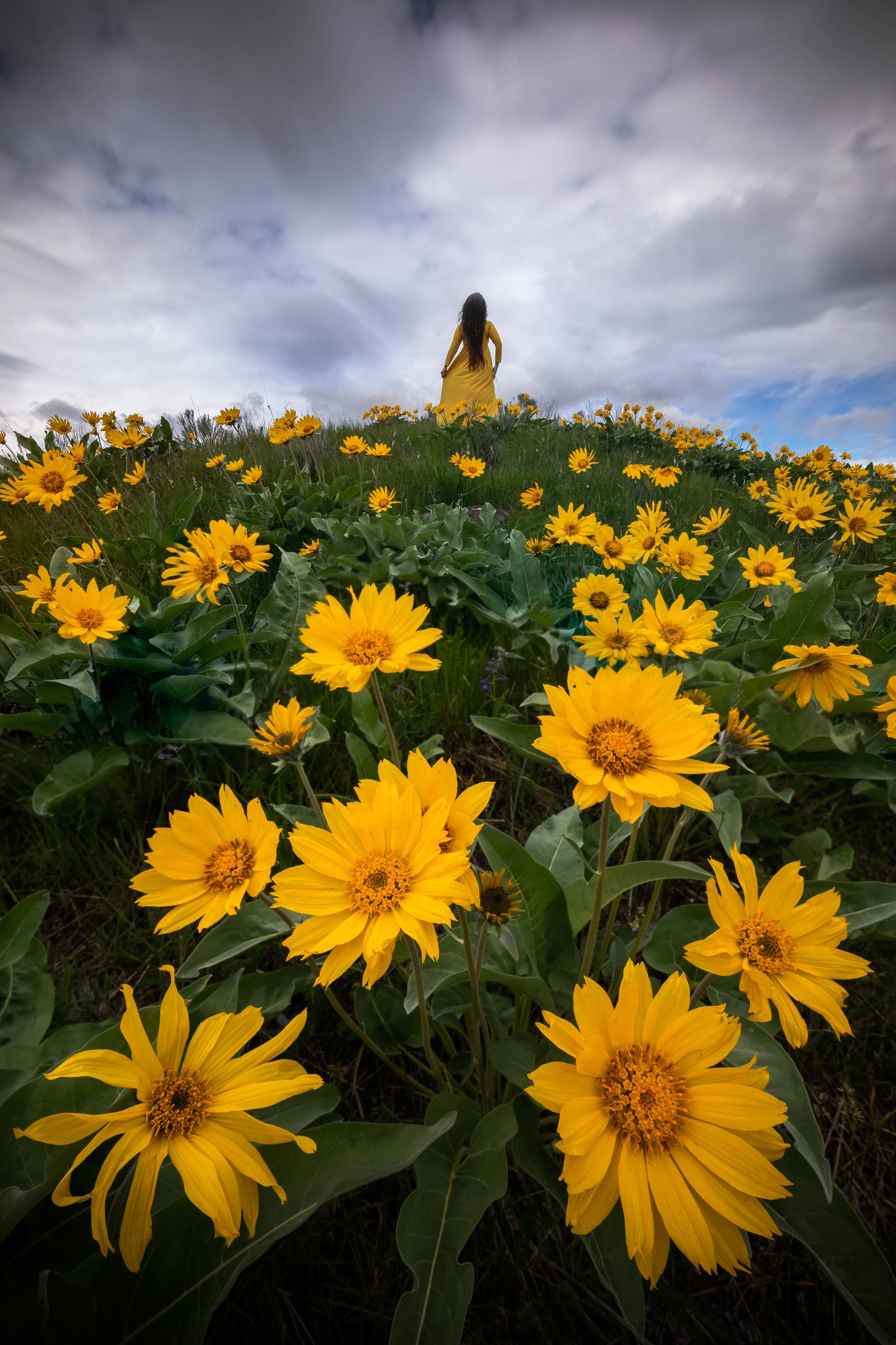 sarah-lyndsay-balsamroot1.jpg