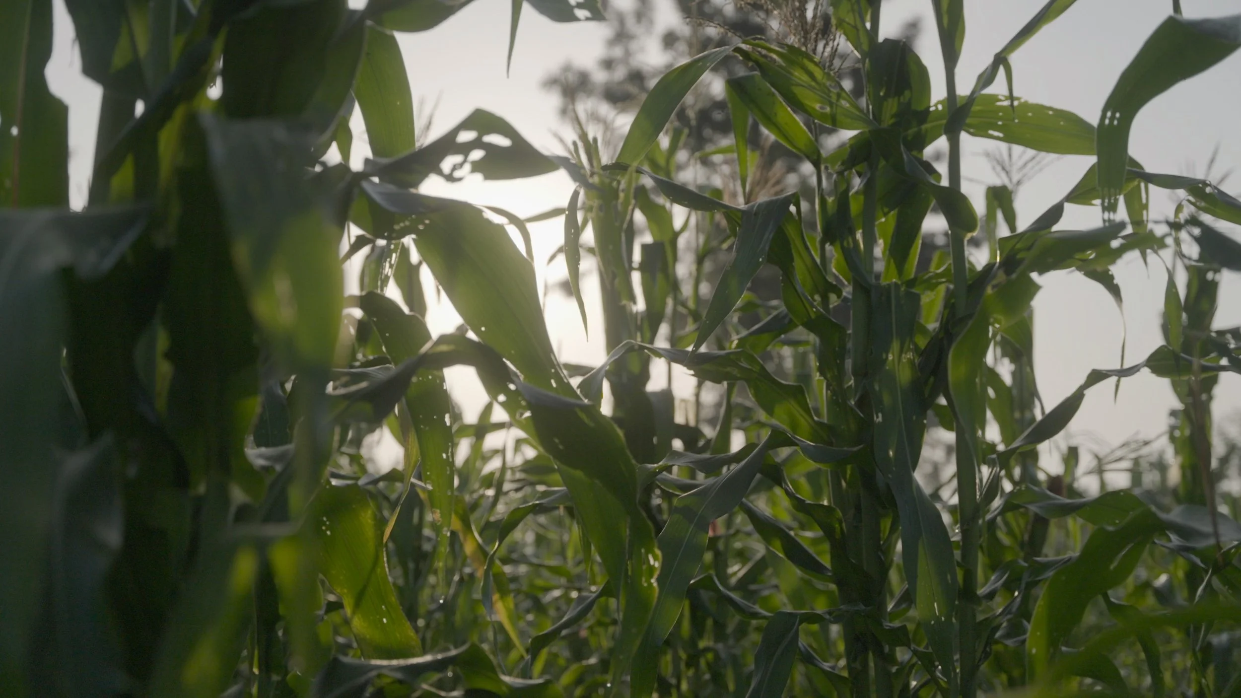 Capture d’écran, le 2024-06-05 à 11.58.12.JPG