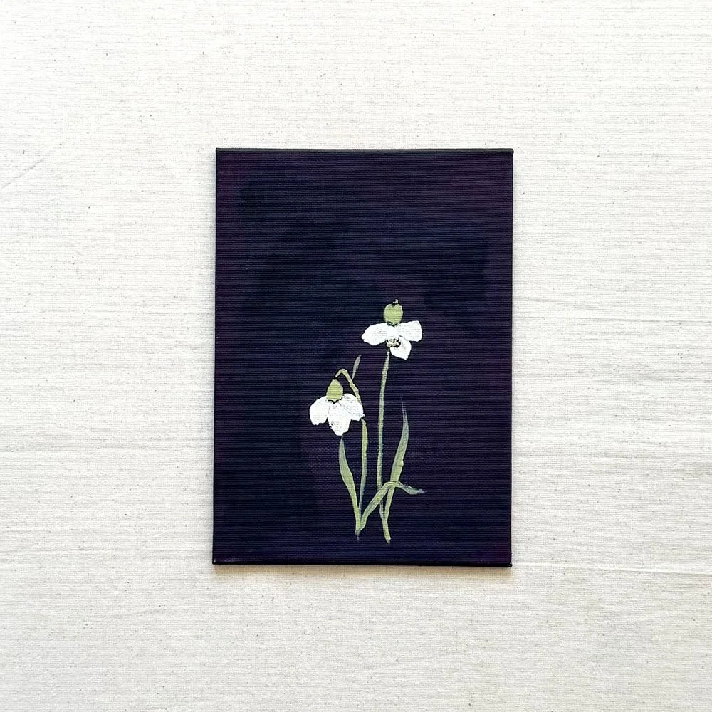 White snowdrop on deep violet burgundy canvas. Flower of the month