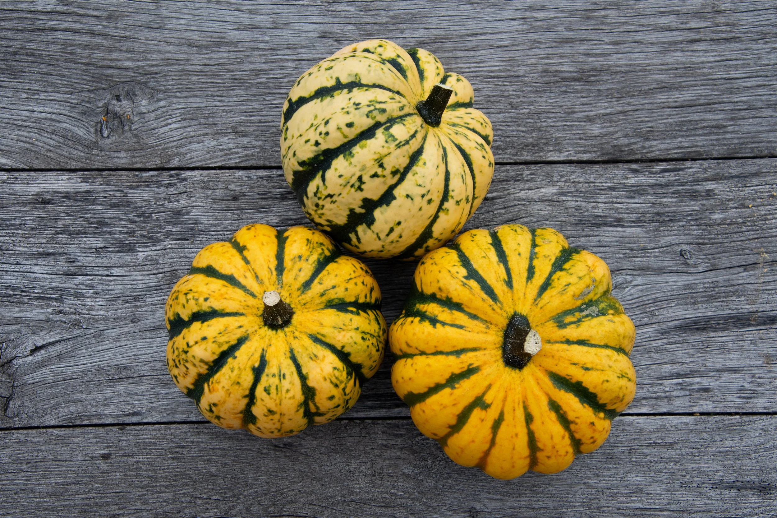 INO-Squash-2023-59.jpg