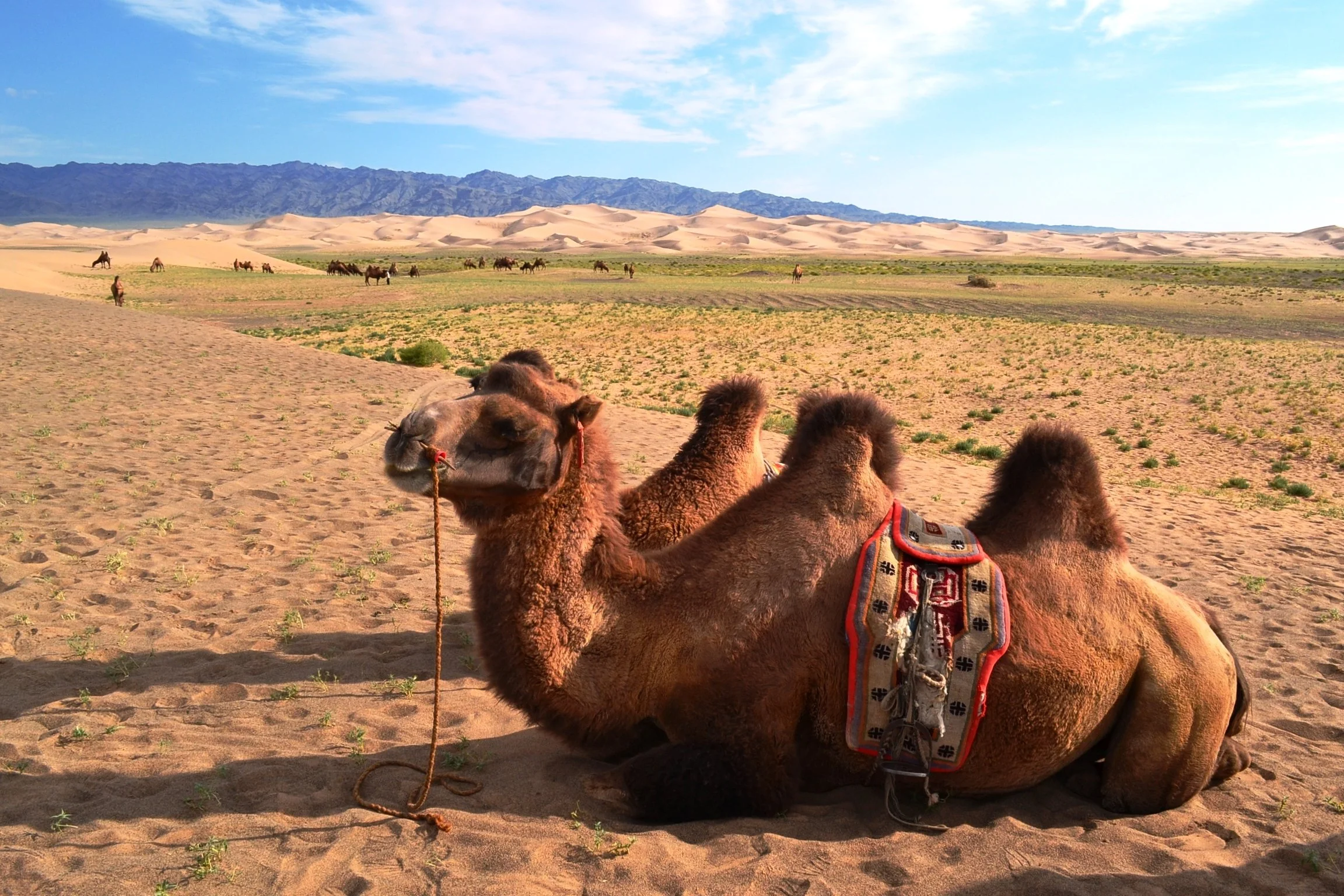 Mongolian_Camel_in_Gobi_desert.jpg