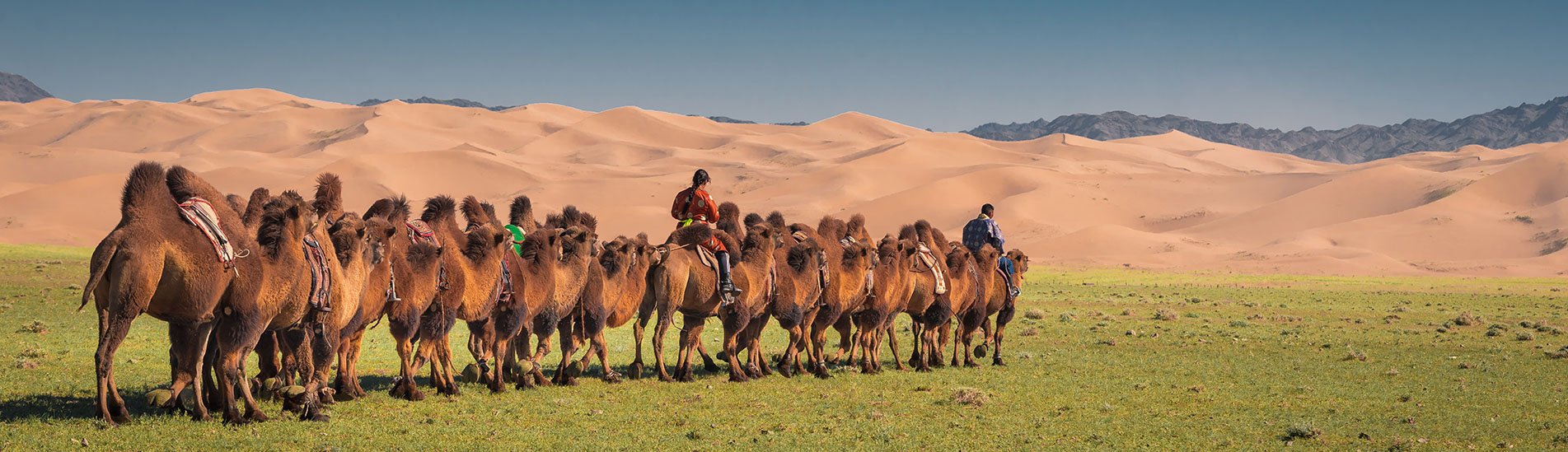 Todo-cover-9-camels.jpg