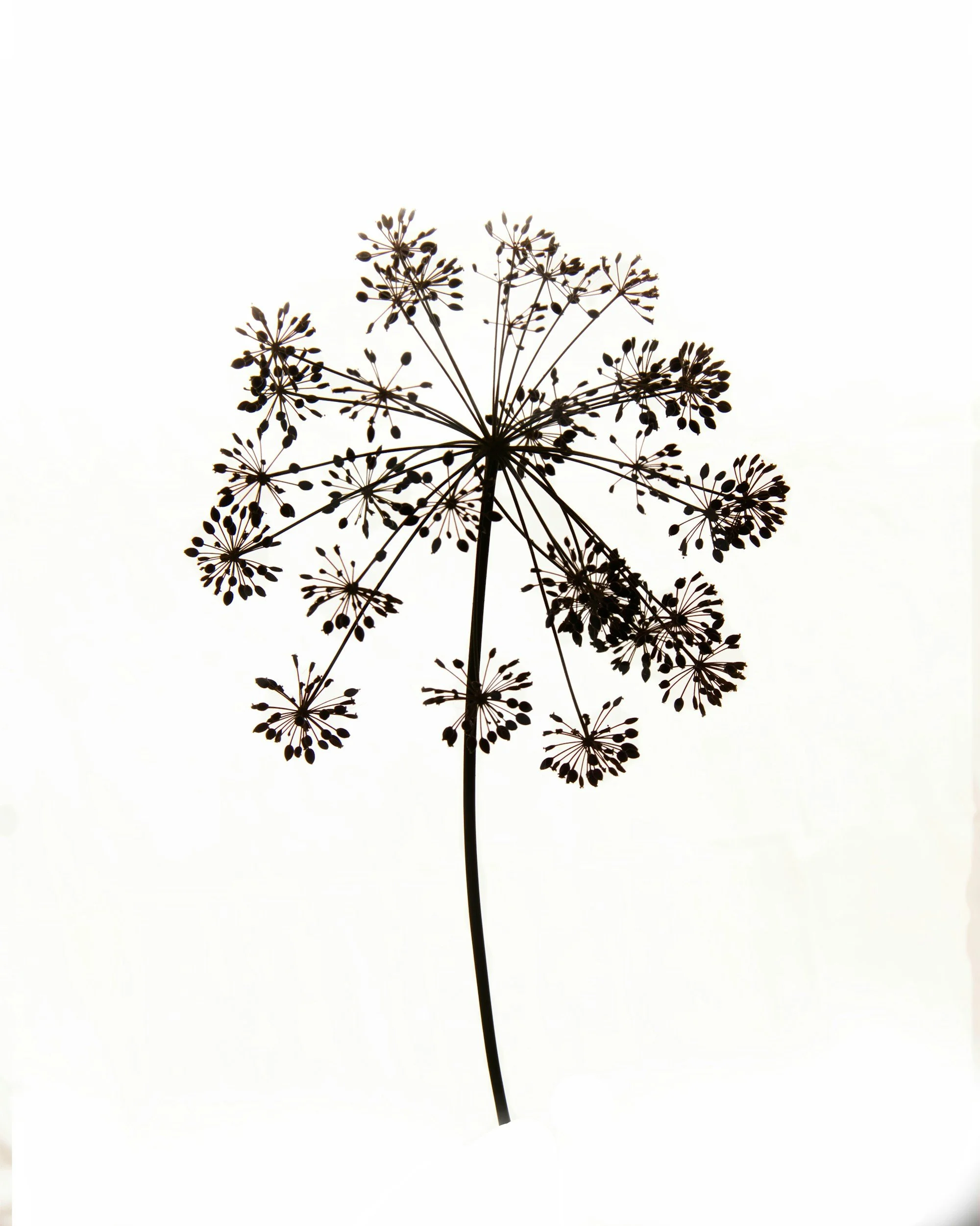 Silhouette of a dried flowering plant against a bright, overexposed sky.