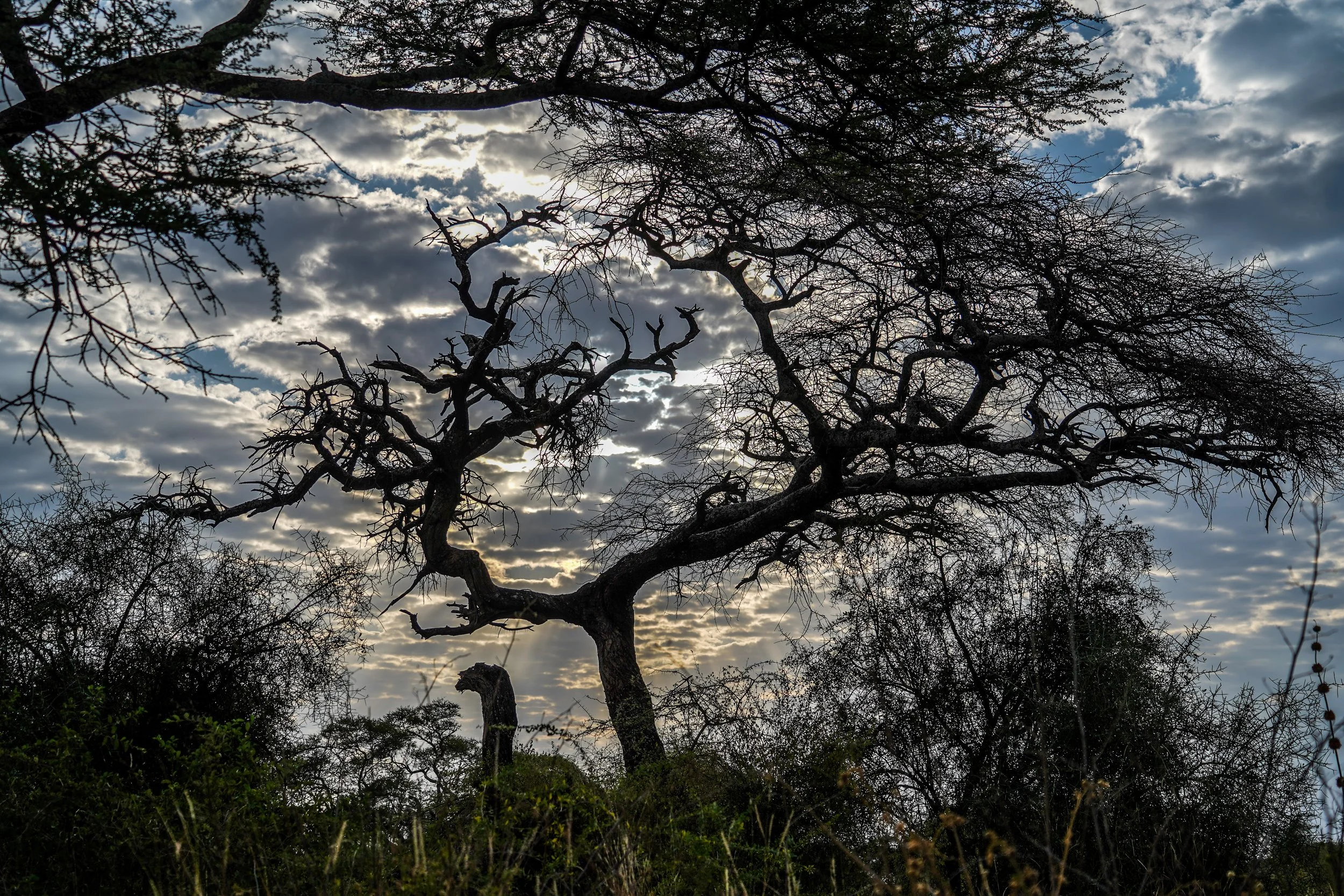 Amboseli, Kenya