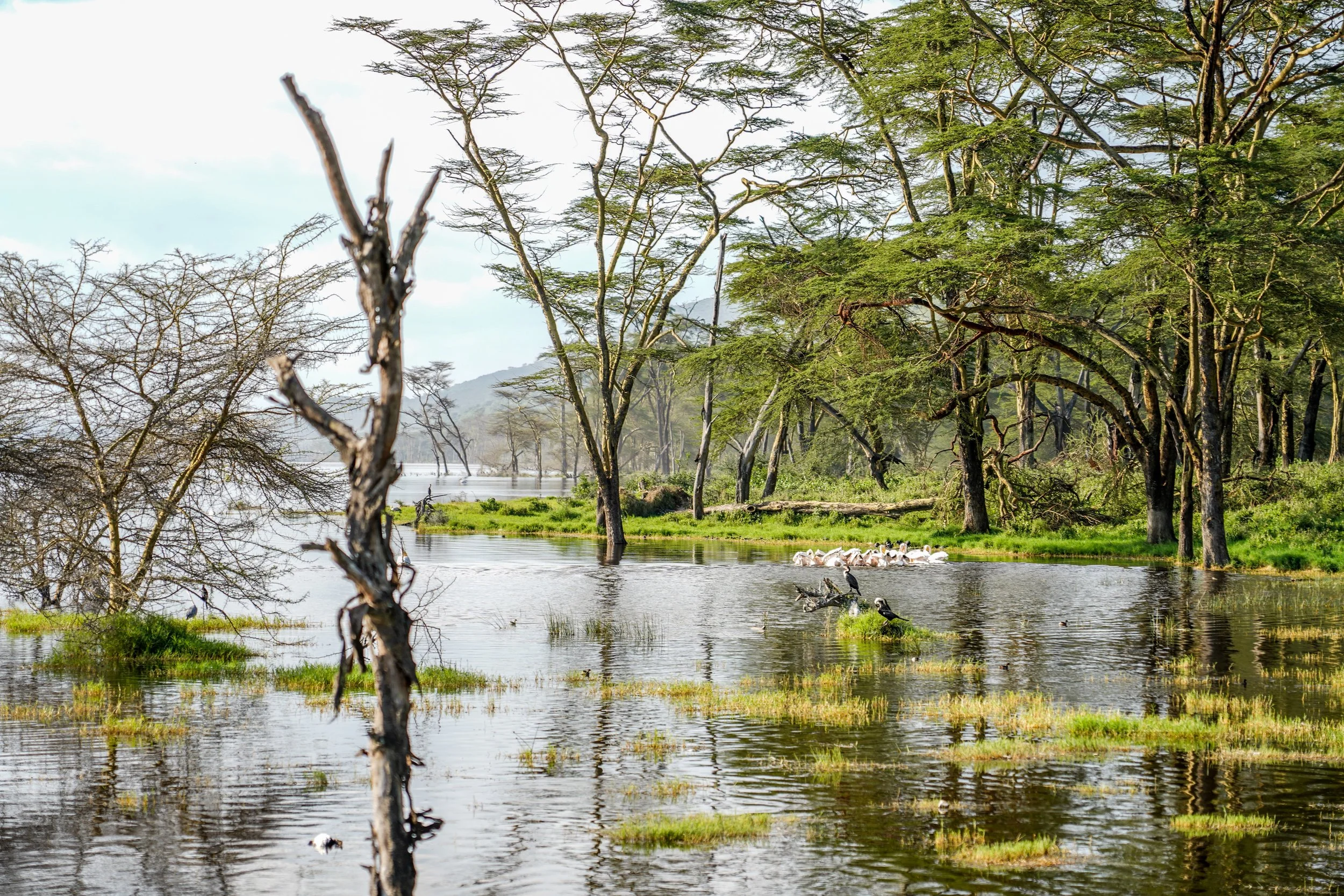 Lake Nakuru, Kenya