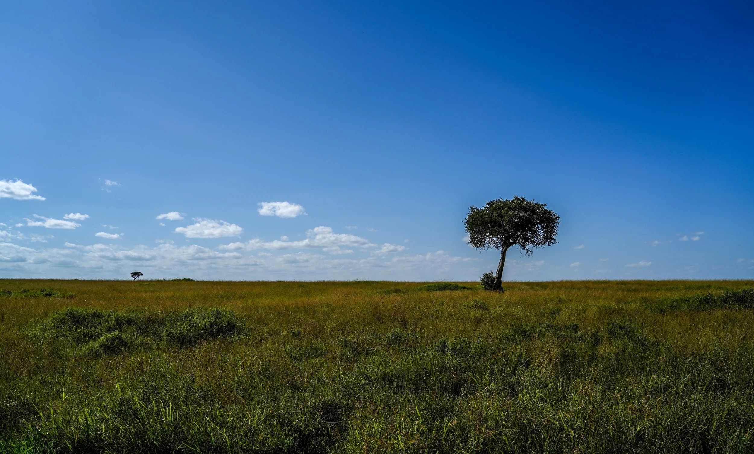 Maasai Mara, Kenya