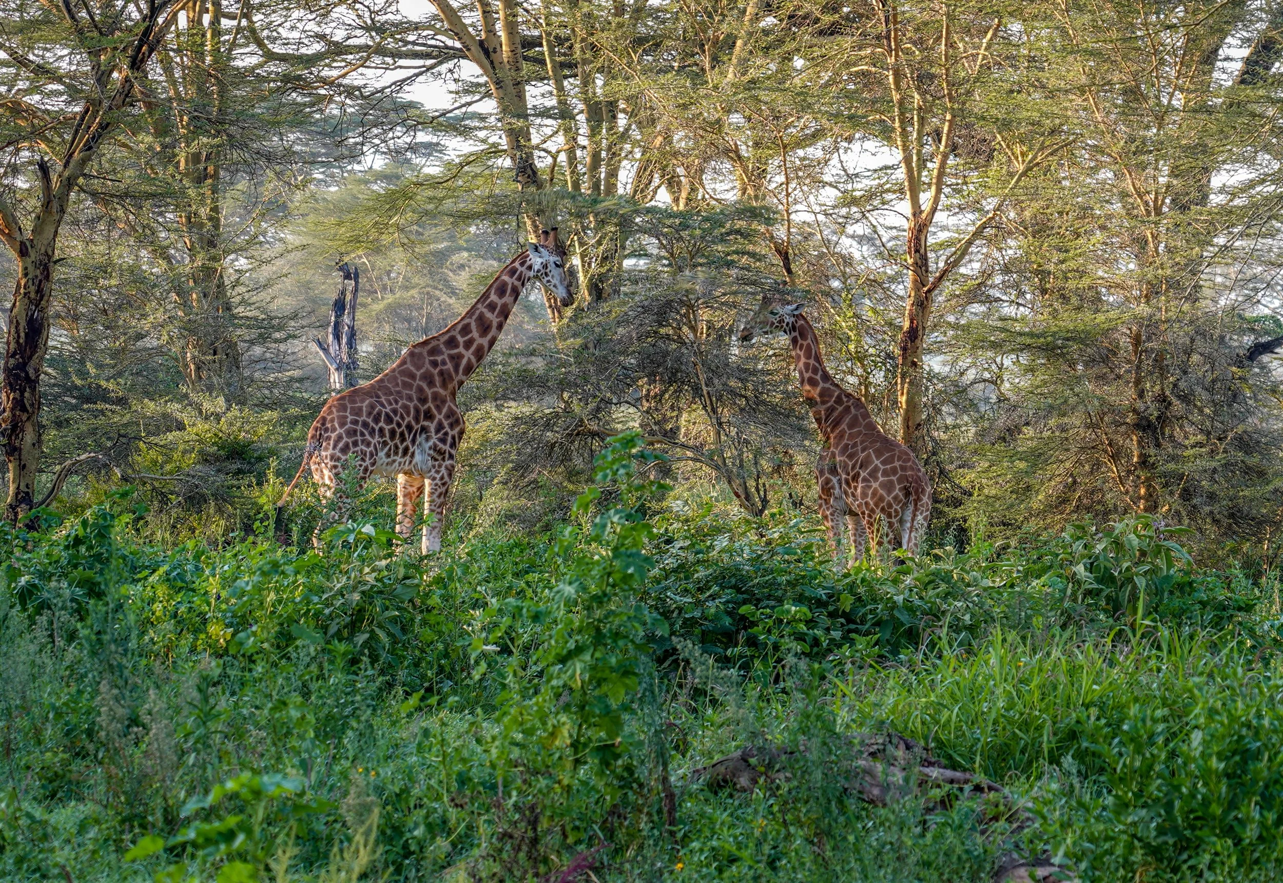 Lake Nakuru, Kenya