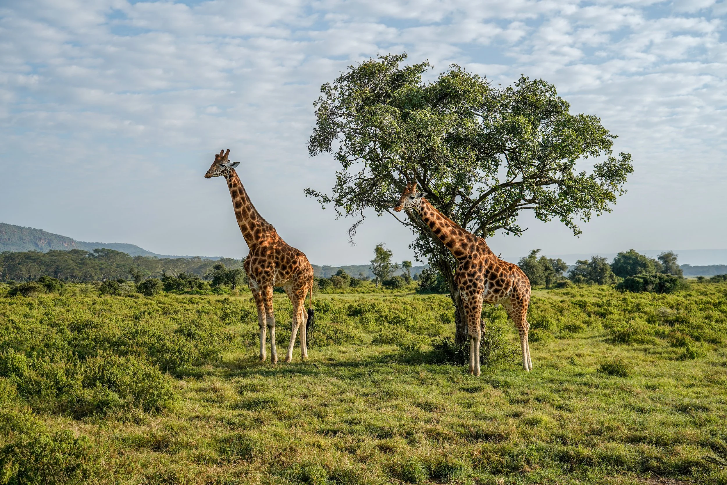 Lake Nakuru, Kenya