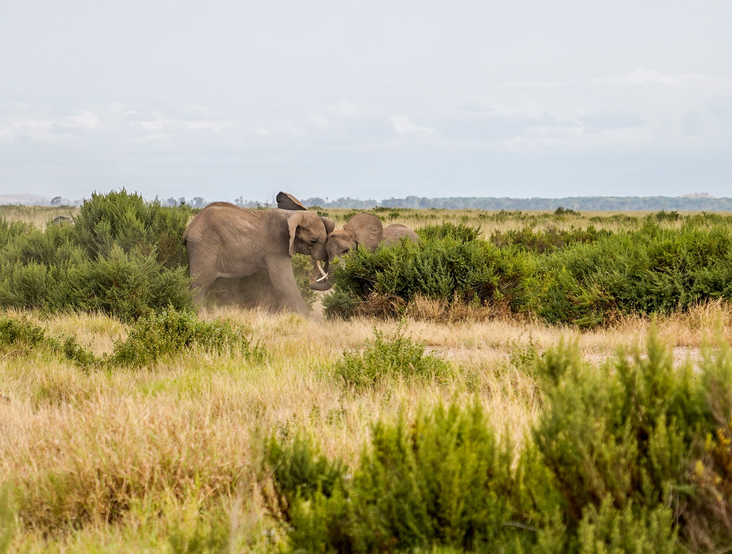 Amboseli, Kenya
