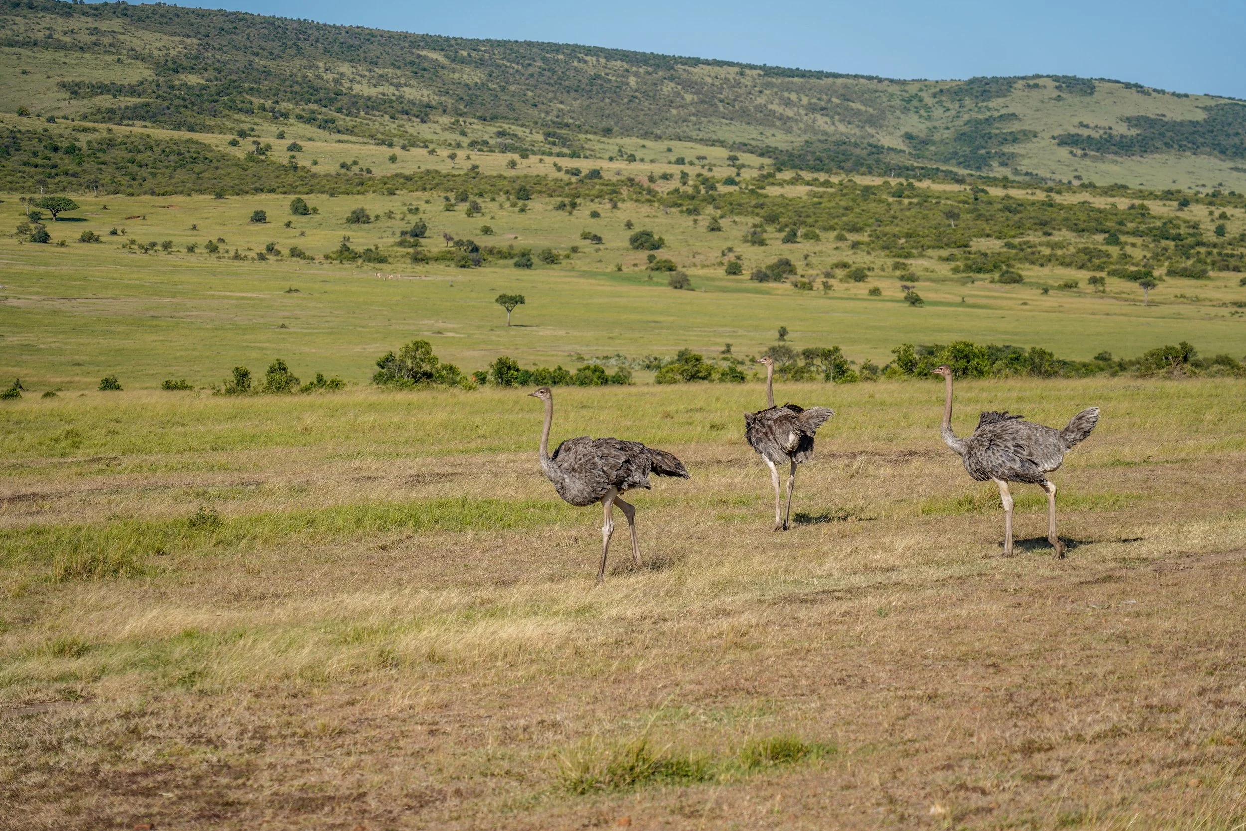 Masai Mara, Kenya