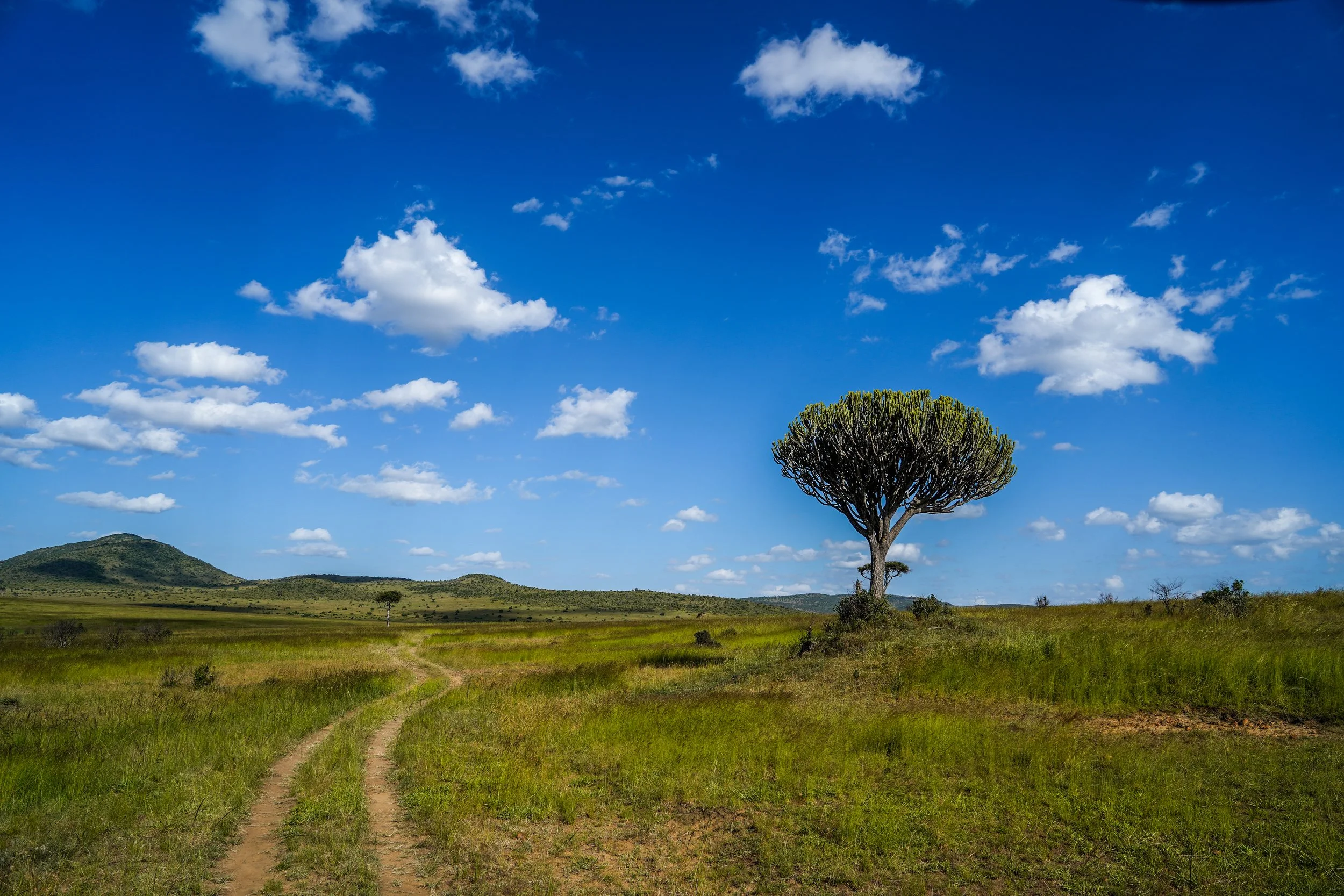 Maasai Mara, Kenya