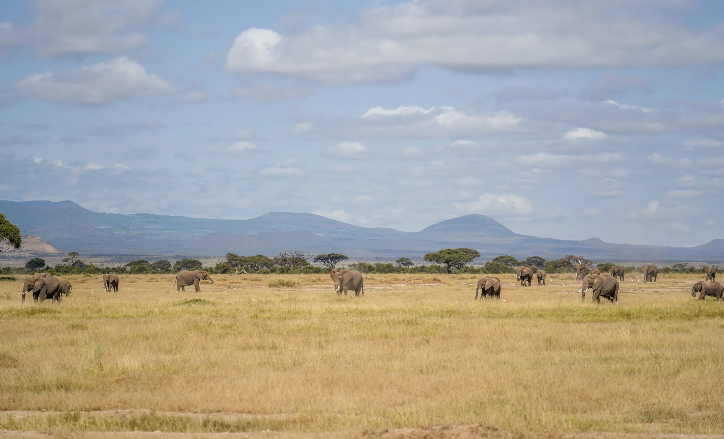 Amboseli, Kenya