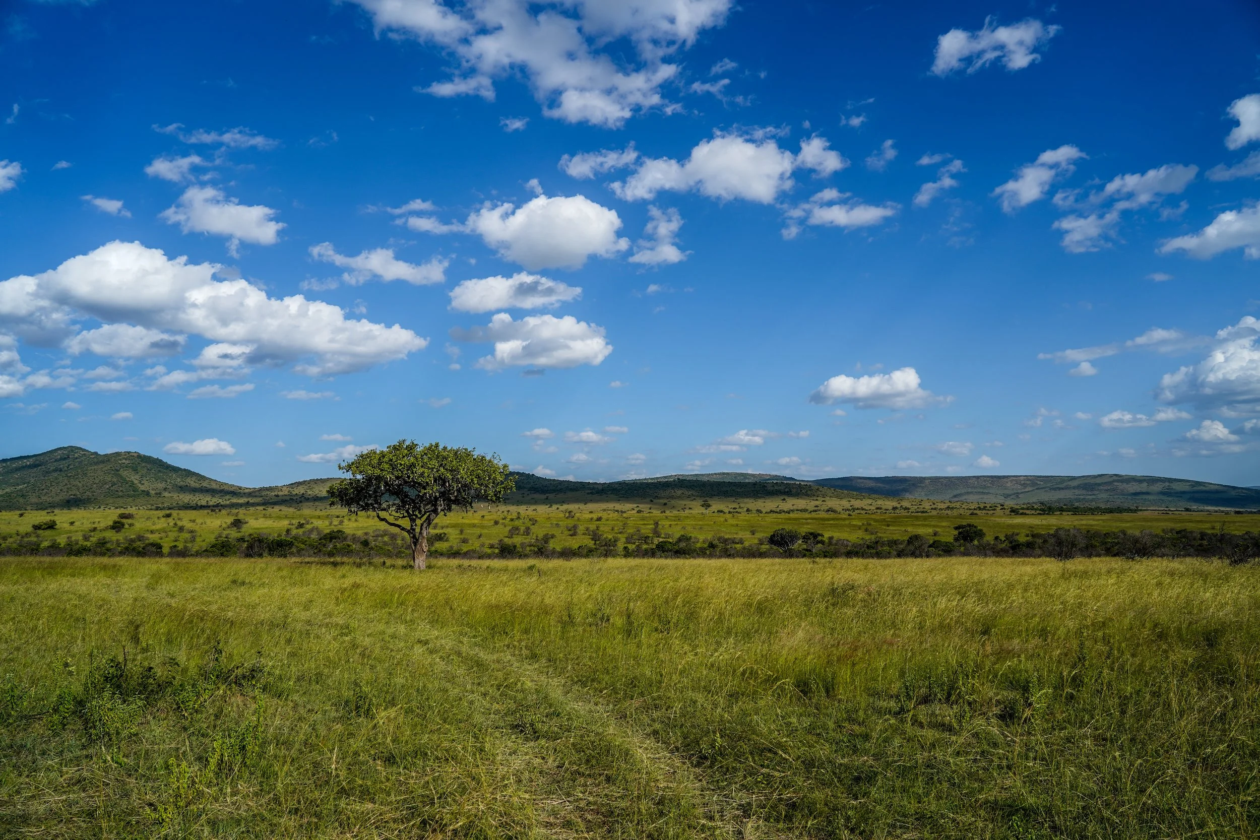 Maasai Mara, Kenya