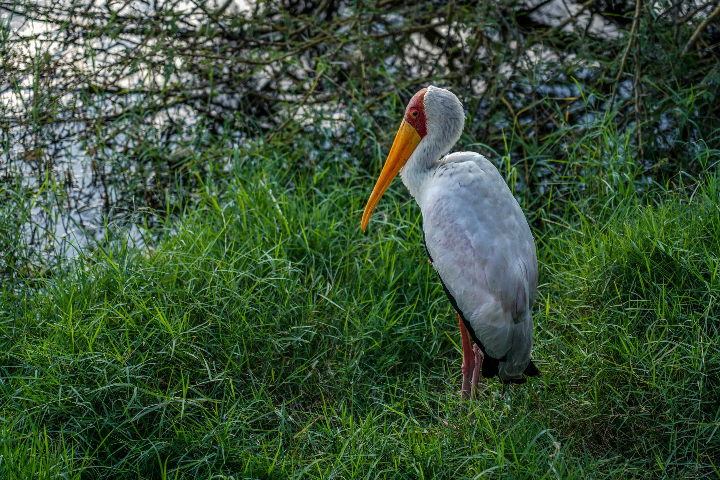 Lake Nakuru, Kenya