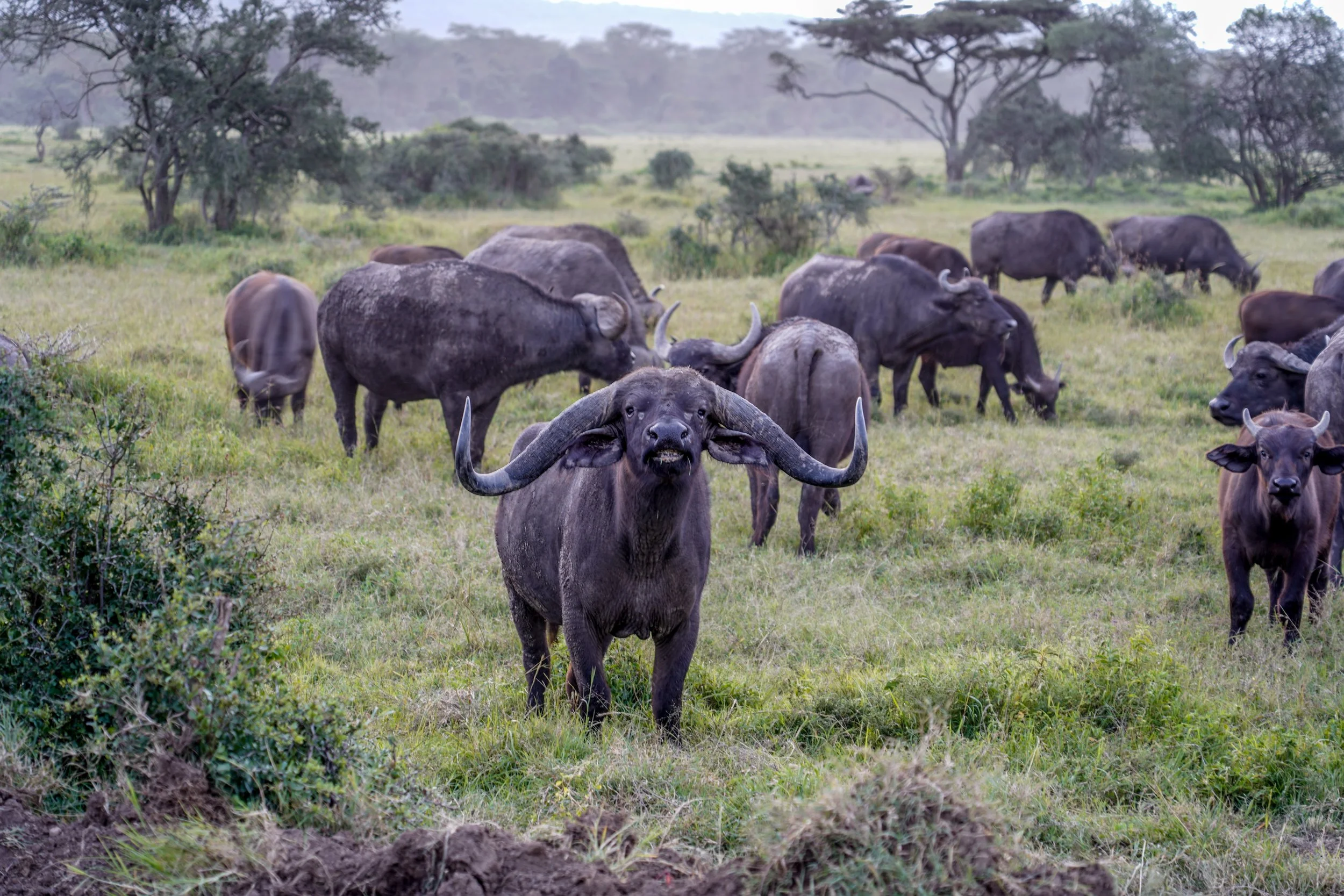Lake Nakuru, Kenya