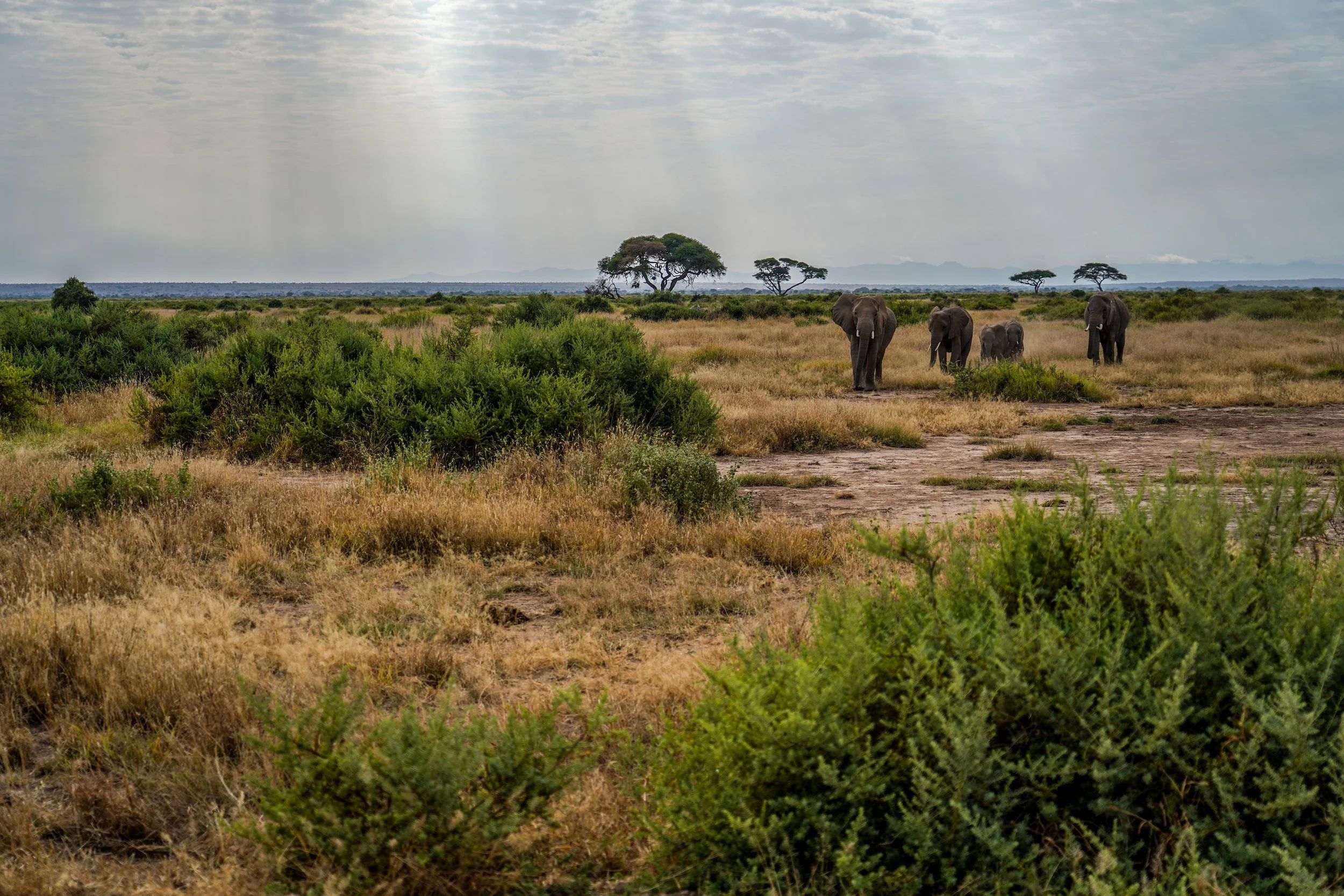 Amboseli, Kenya