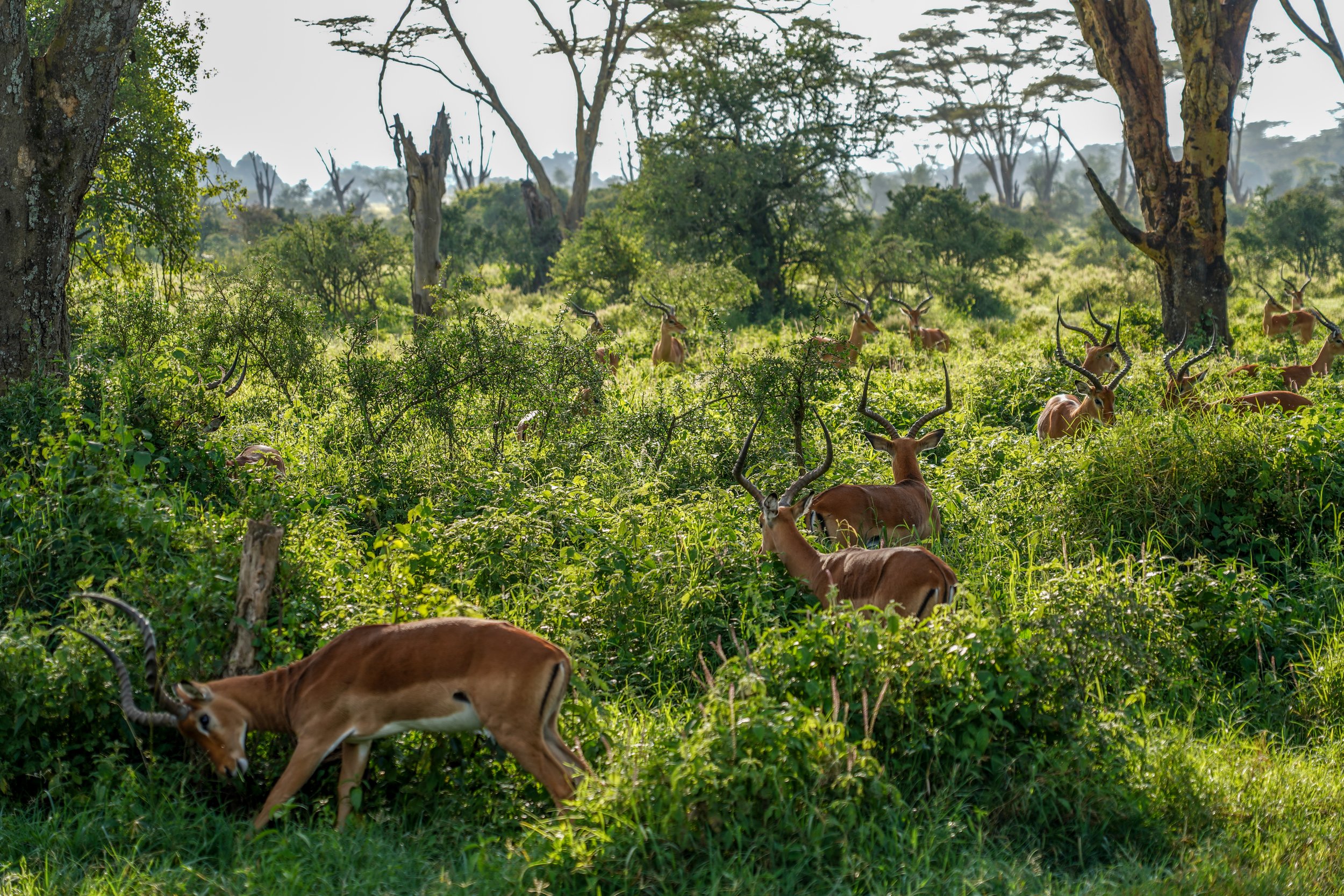 Lake Nakuru, Kenya