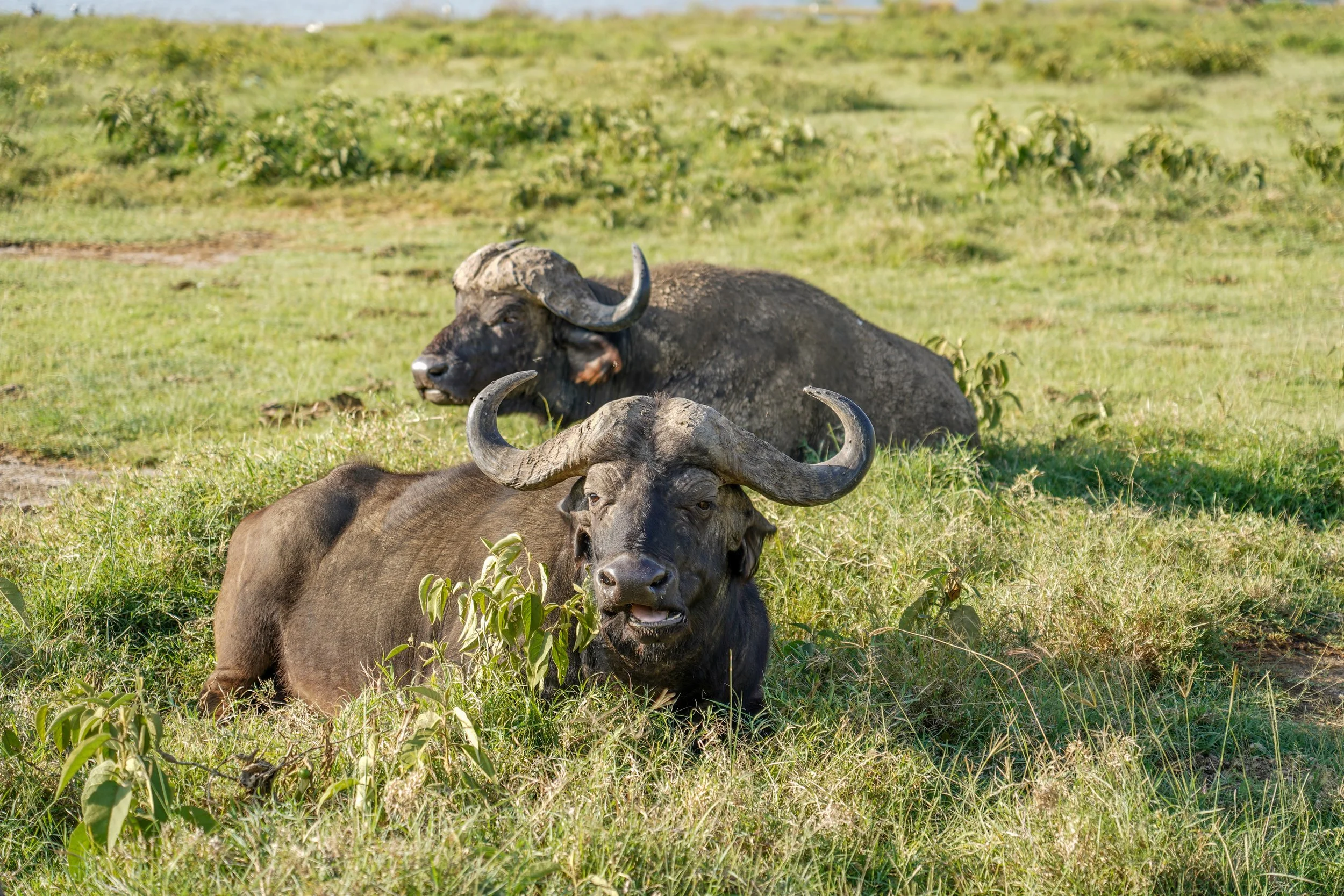Lake Nakuru, Kenya
