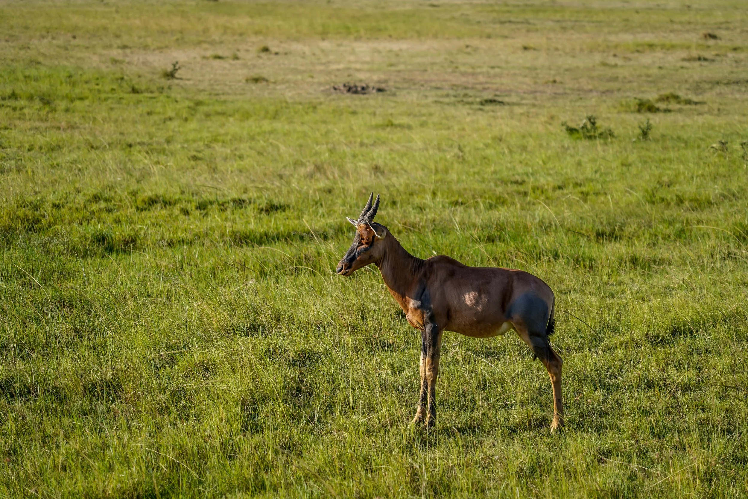Masai Mara, Kenya