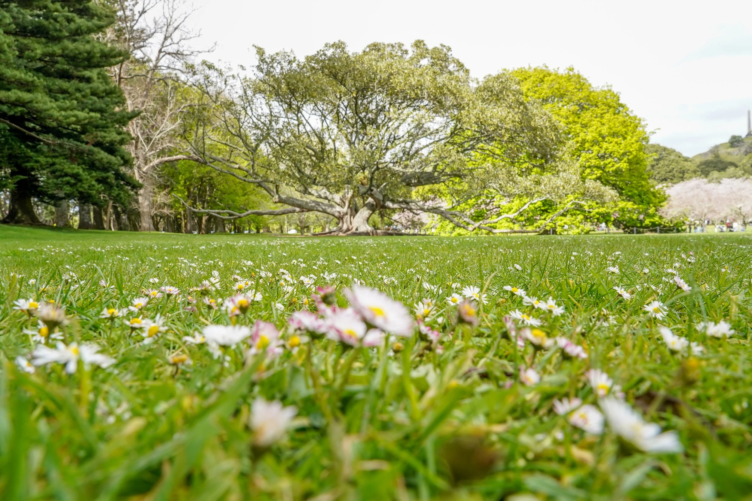 Cornwall Park, Auckland, New Zealand