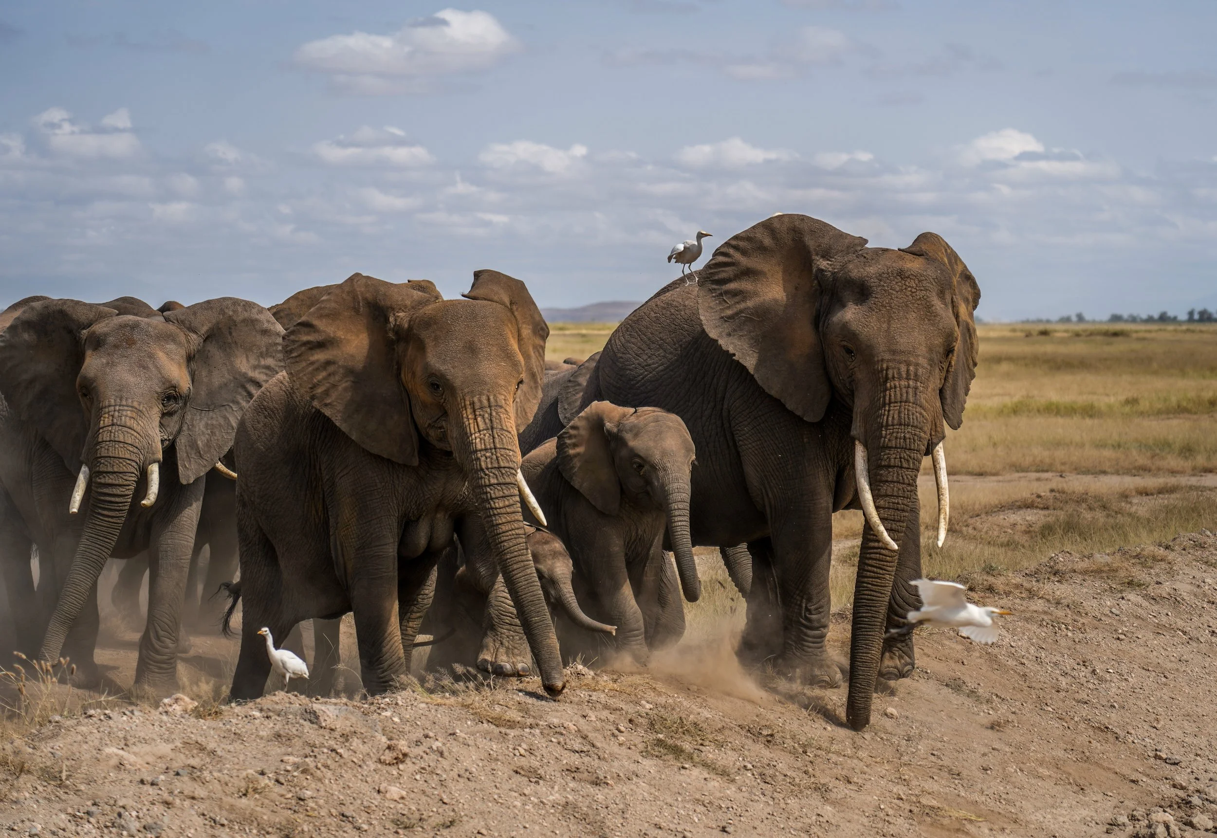 Amboseli, Kenya